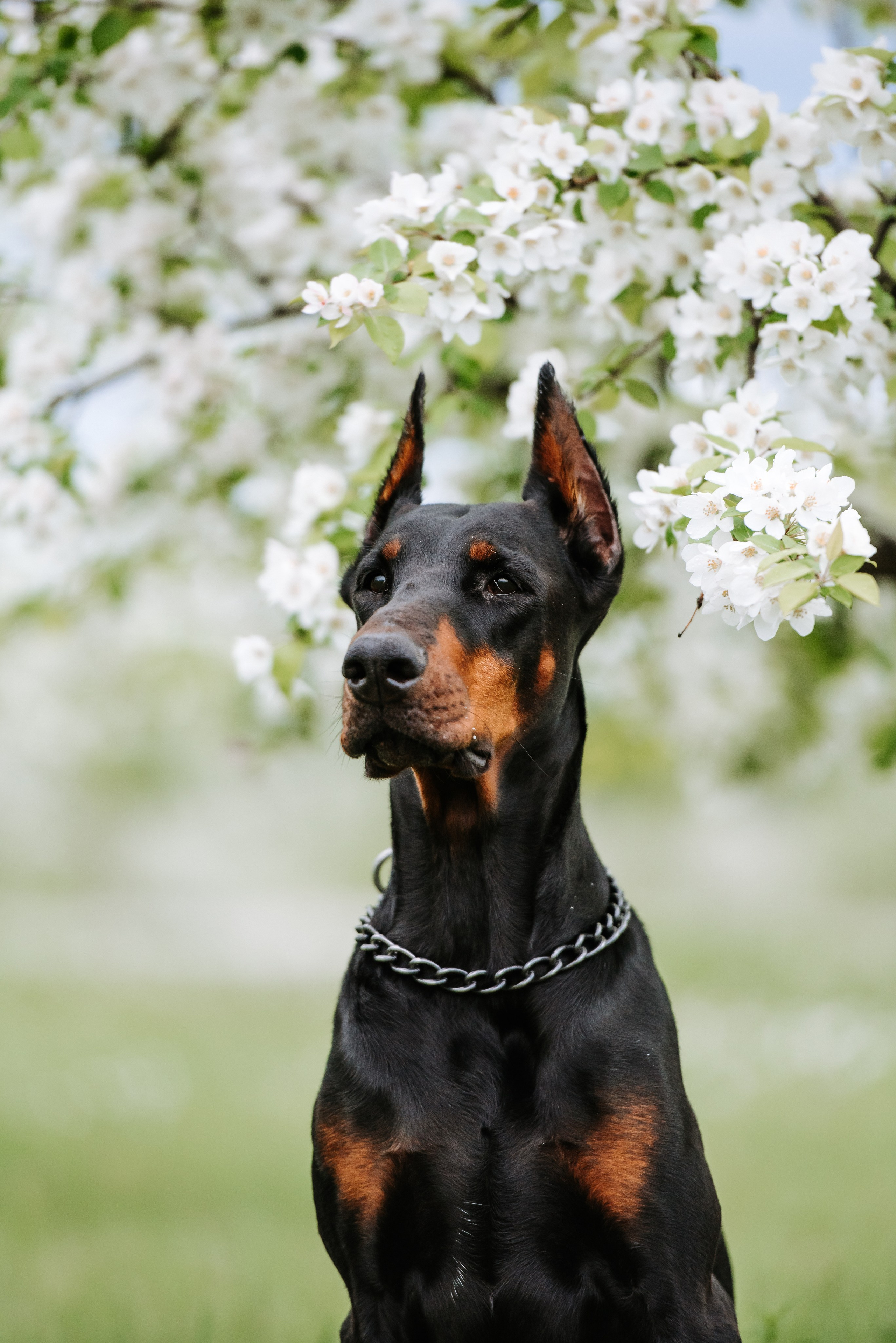 Цветение с доберманами. Фотограф Диана Оленина Красноярск / Братск