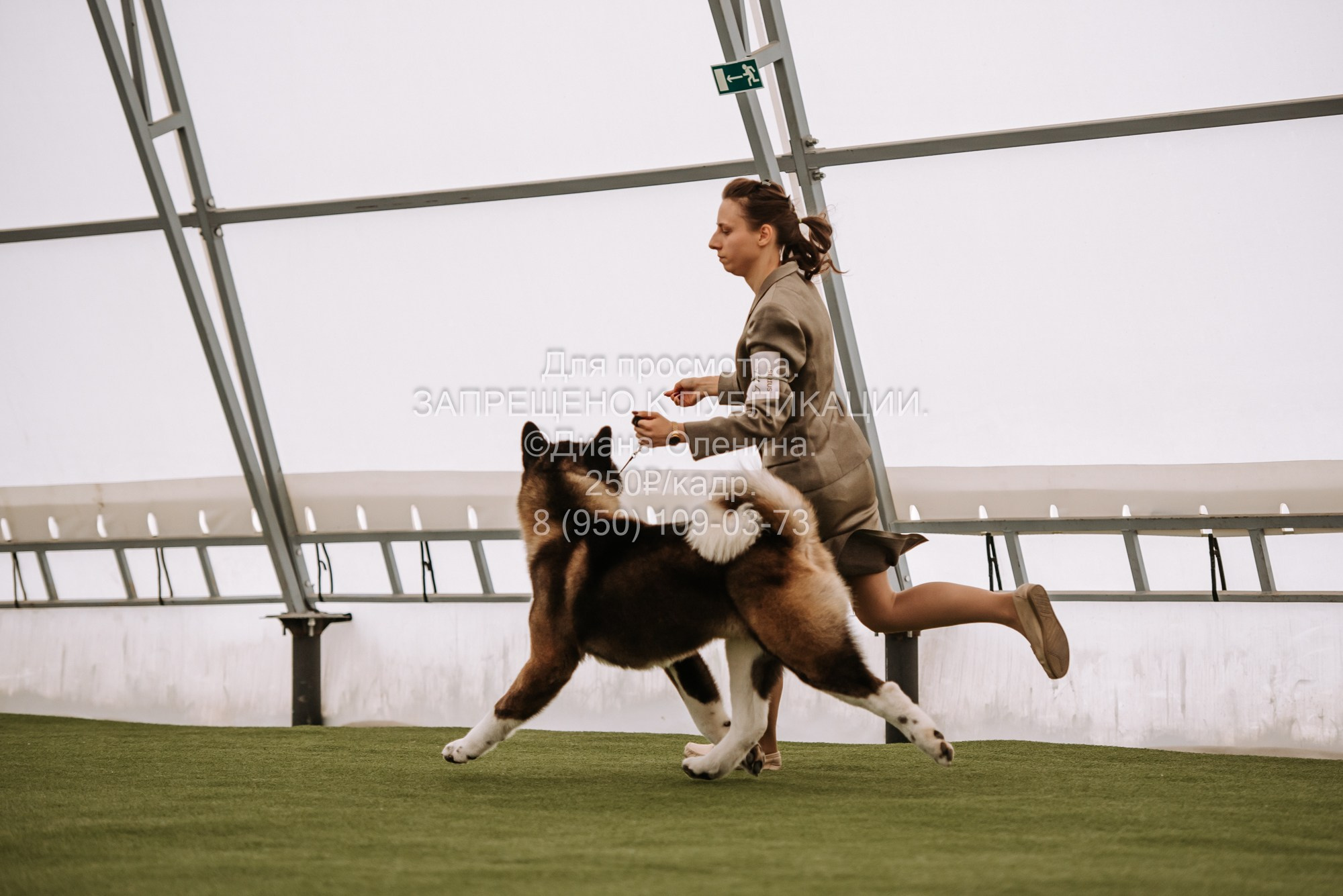 Выставка собак Красноярск 2.06. Фотограф Диана Оленина Красноярск / Братск