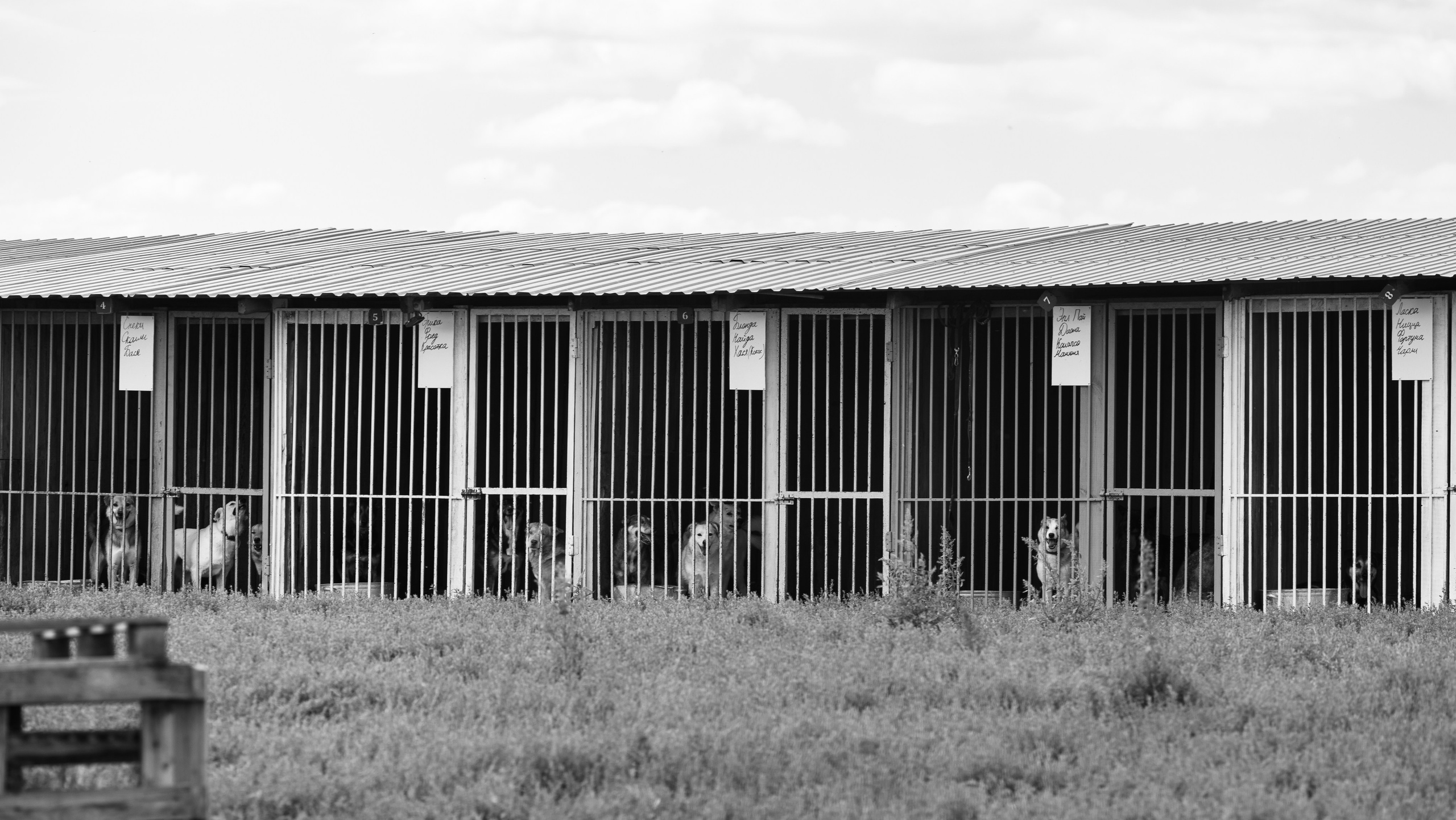 Приют — Наш дом. Репортажный и свадебный фотограф в Челябинске Елисеев Павел