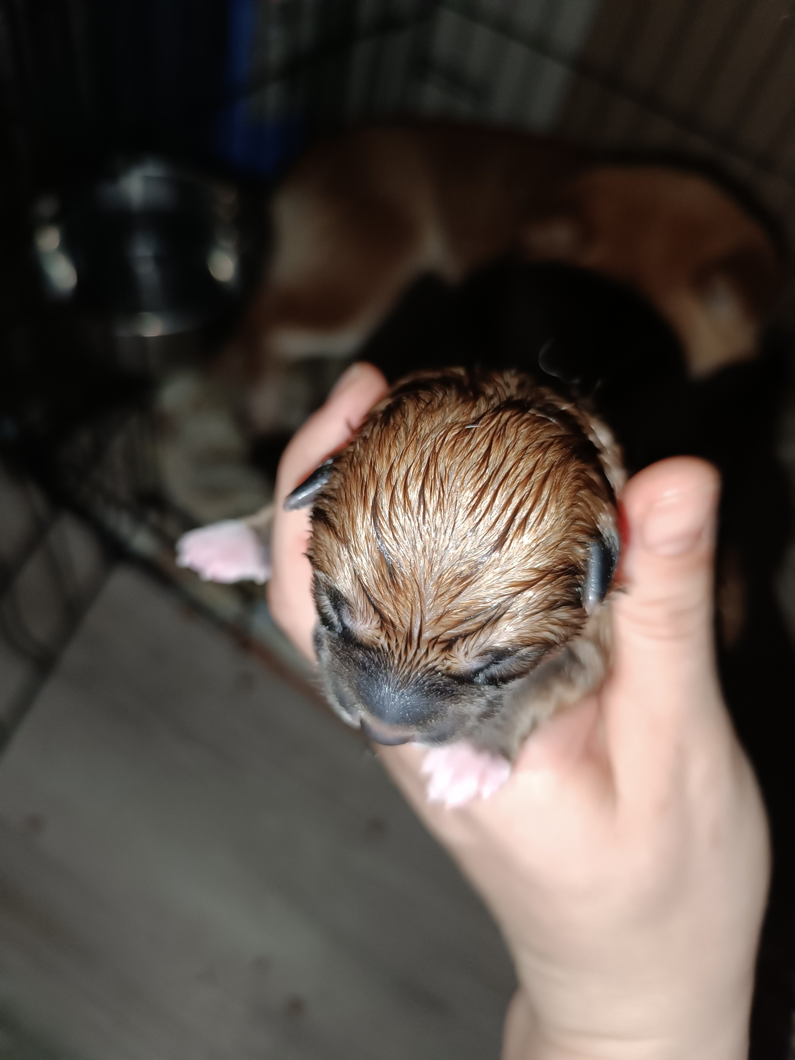 сиба питомник Рубилайт щенки на продажу rubylight  сиба щенки купить СПб Санкт-Петербург