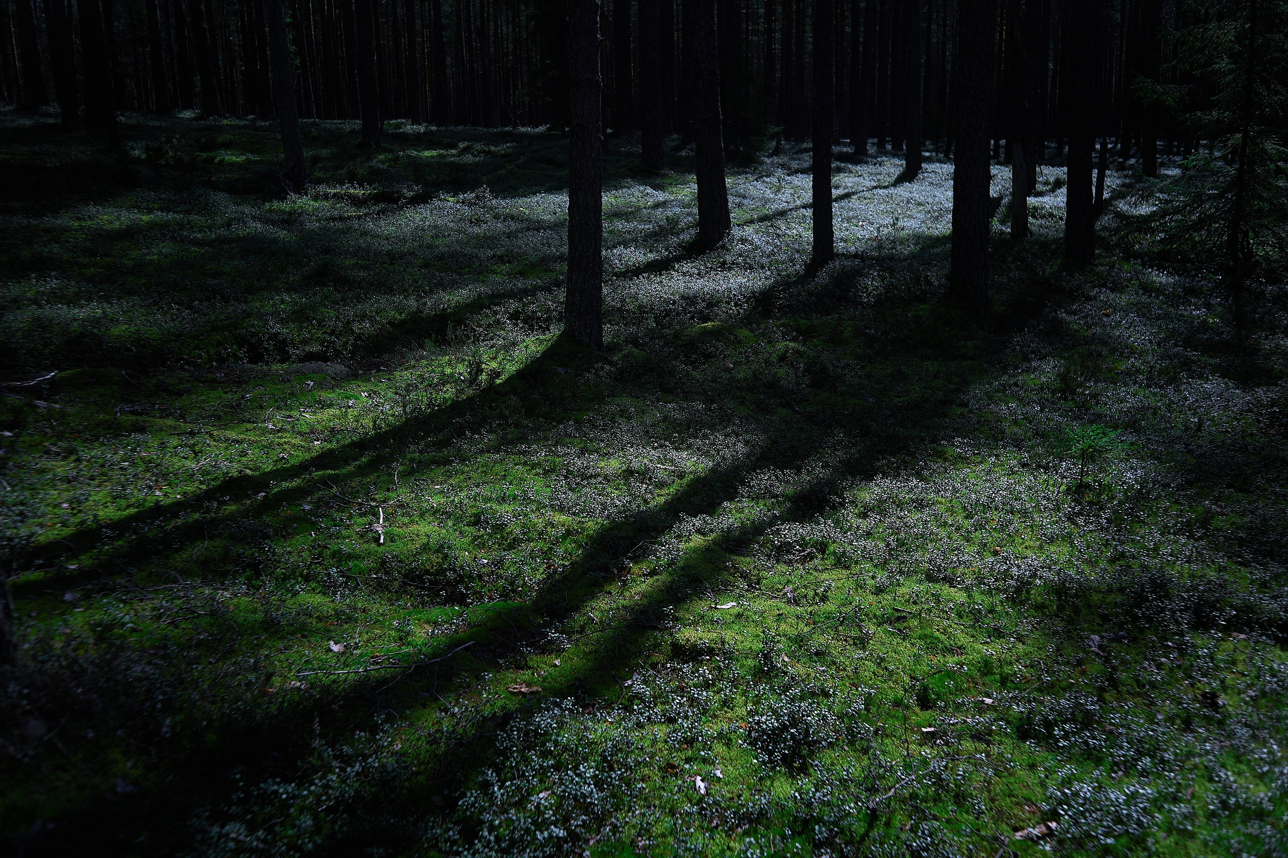 Пейзажи. Фотограф и оператор мероприятий, концертов и портретов в городе Москва