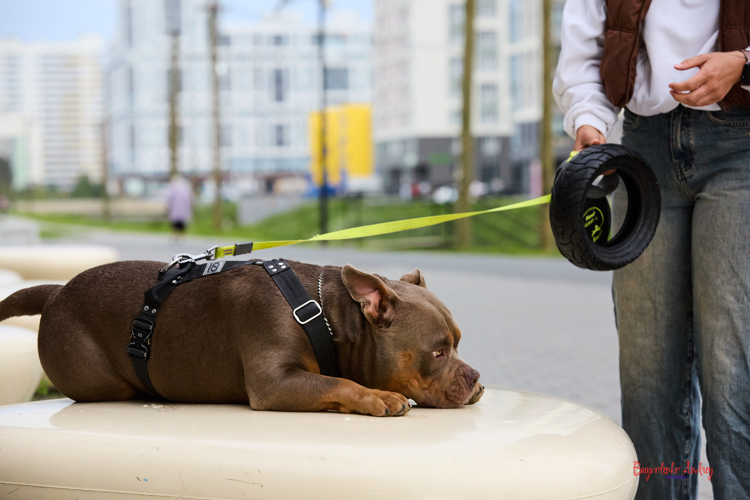 Проект фотопрогулка с хвостиком. Buyvolenko Andrey