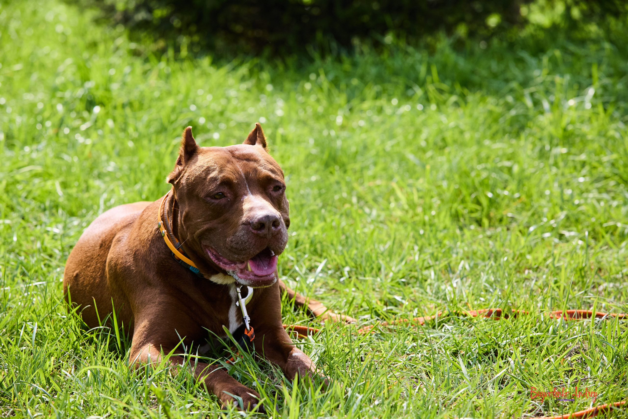 Проект фотопрогулка с хвостиком. Buyvolenko Andrey