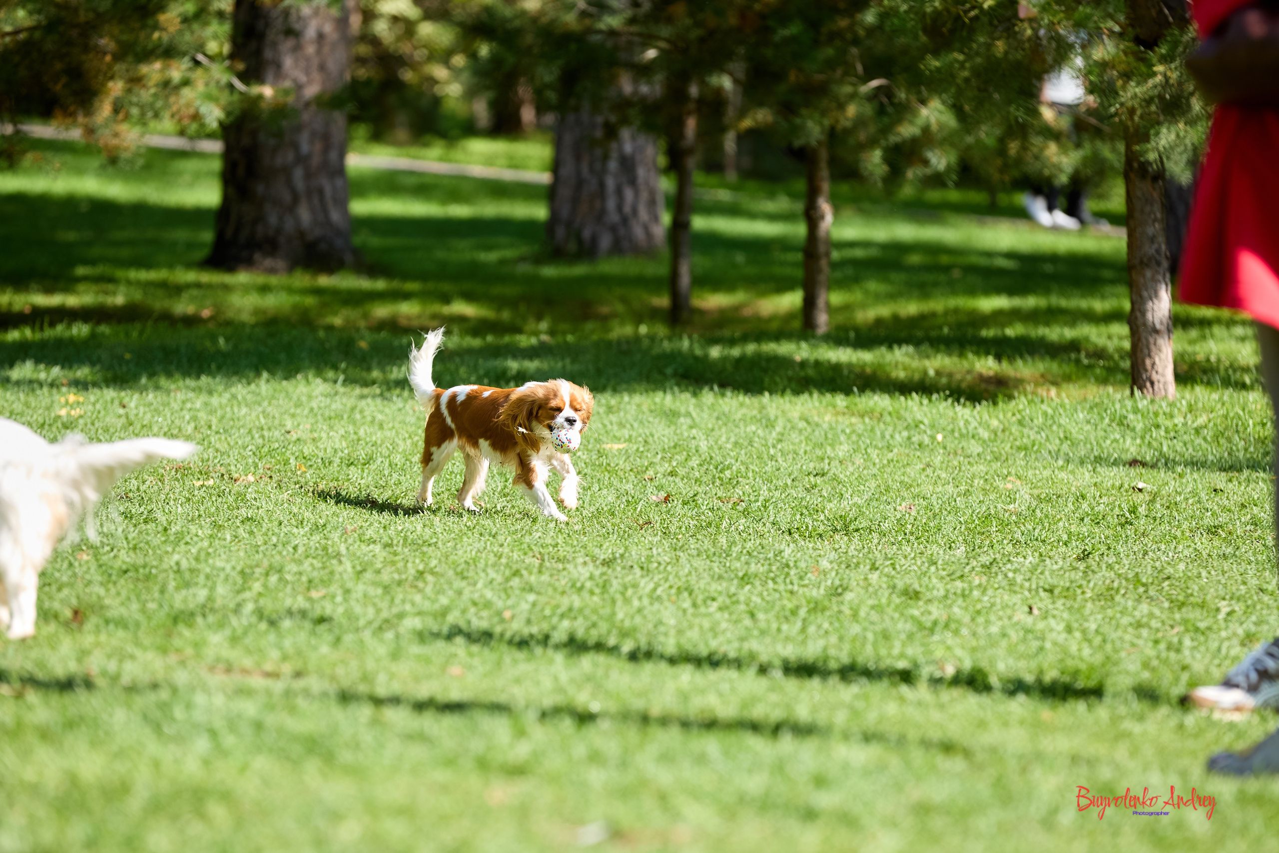 Фотопрогулка с кавалерами. Buyvolenko Andrey