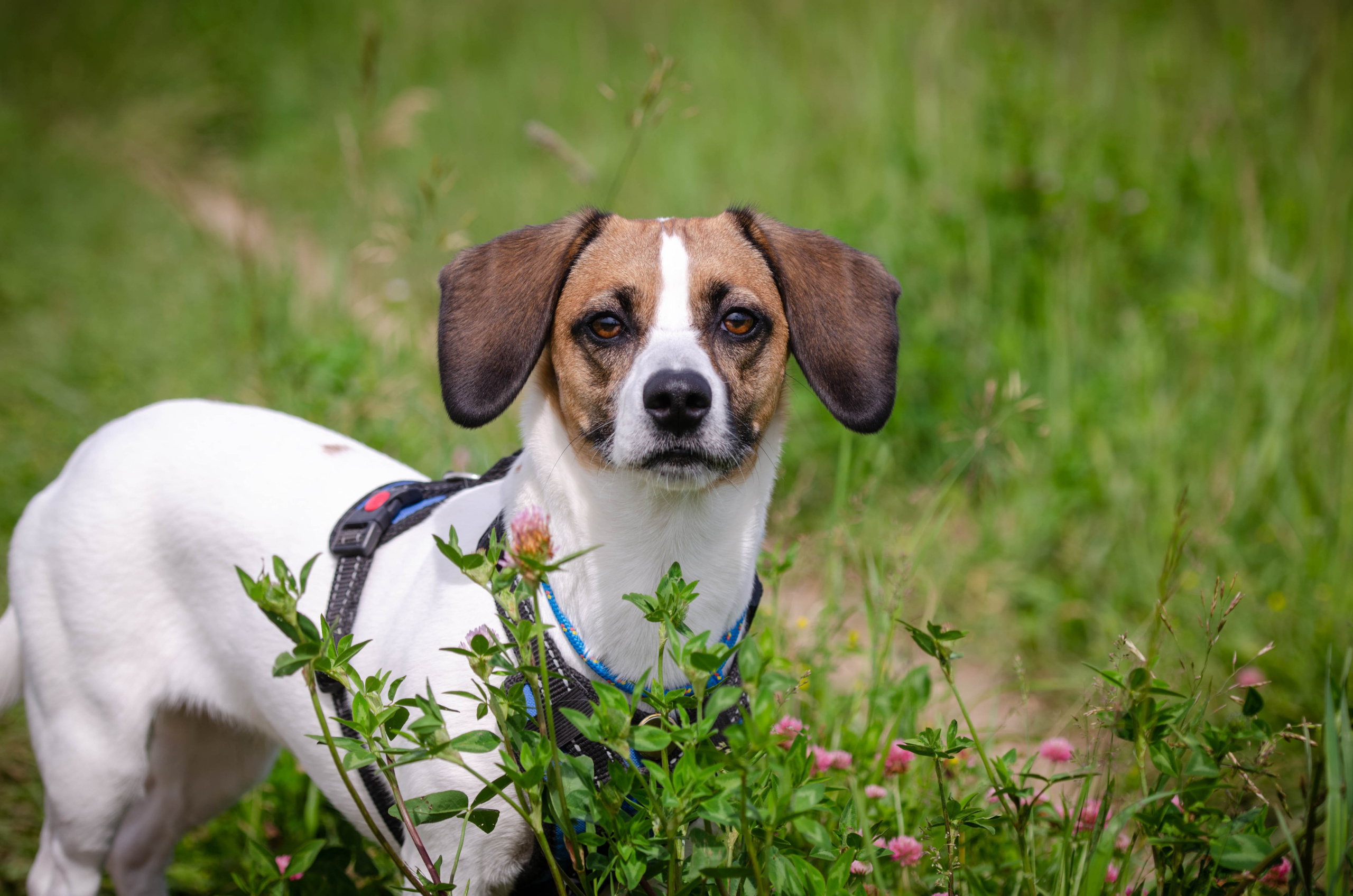 Прогулка (Лохин остров). Фотограф Светлана Блинова, Москва и Московская область