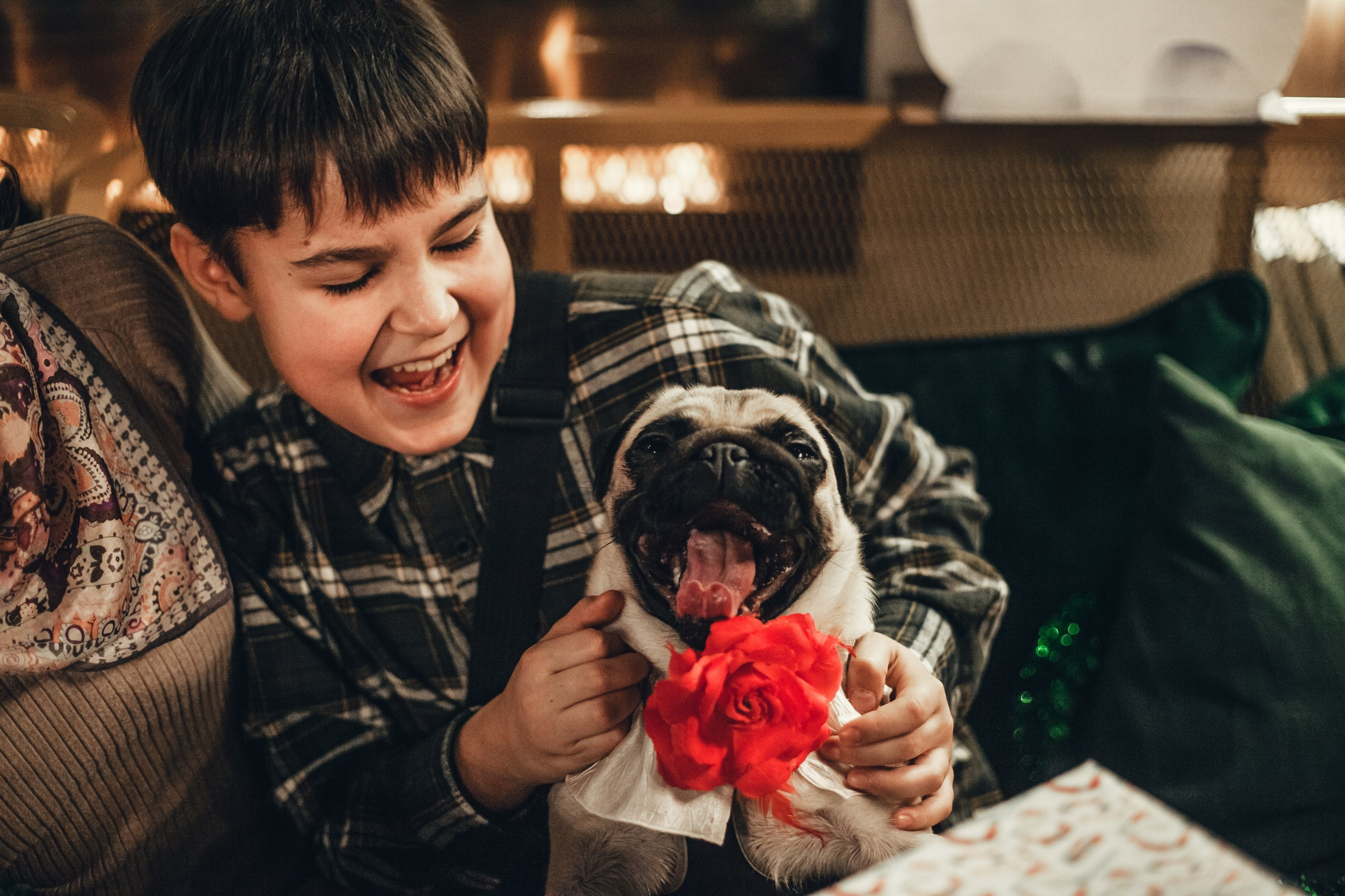 Мопсовстреча 02.12.2023. Фотограф-анималист Татьяна Степанова