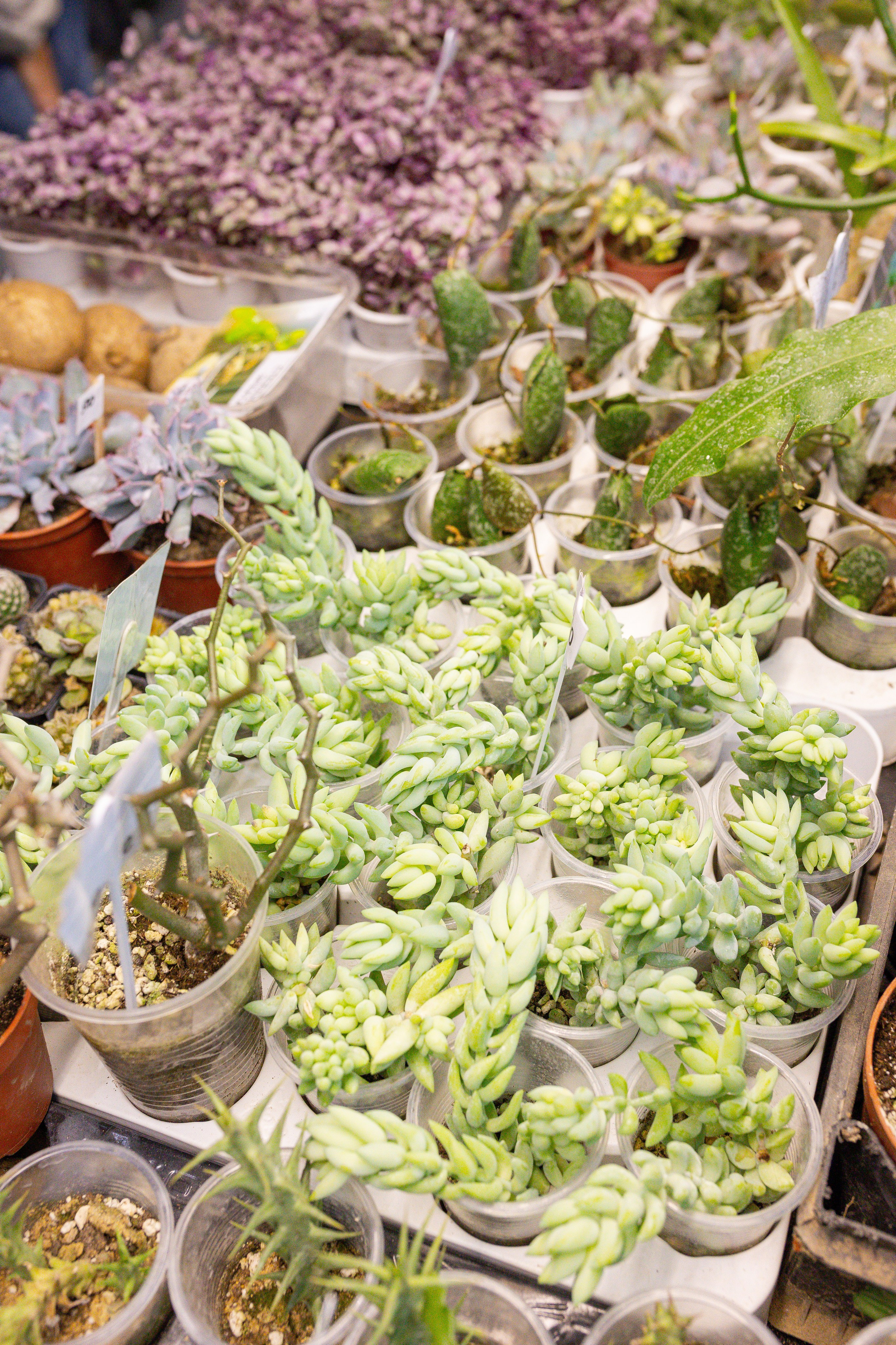 Монстериум 11–12 октября. Александра Куликова фотограф, Москва