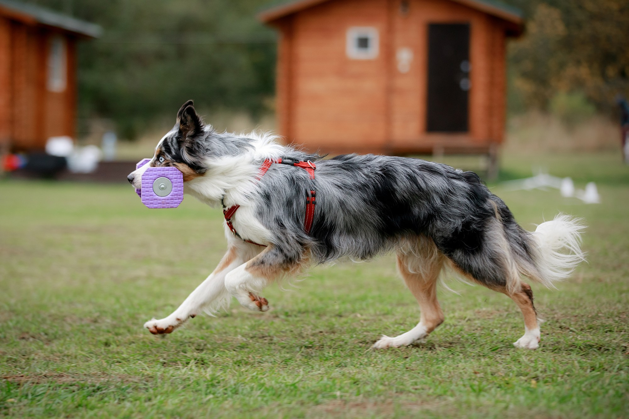Лагерь по ОБД с Инной Баженовой. Фотограф-анималист Mary Mart — Москва, Питер