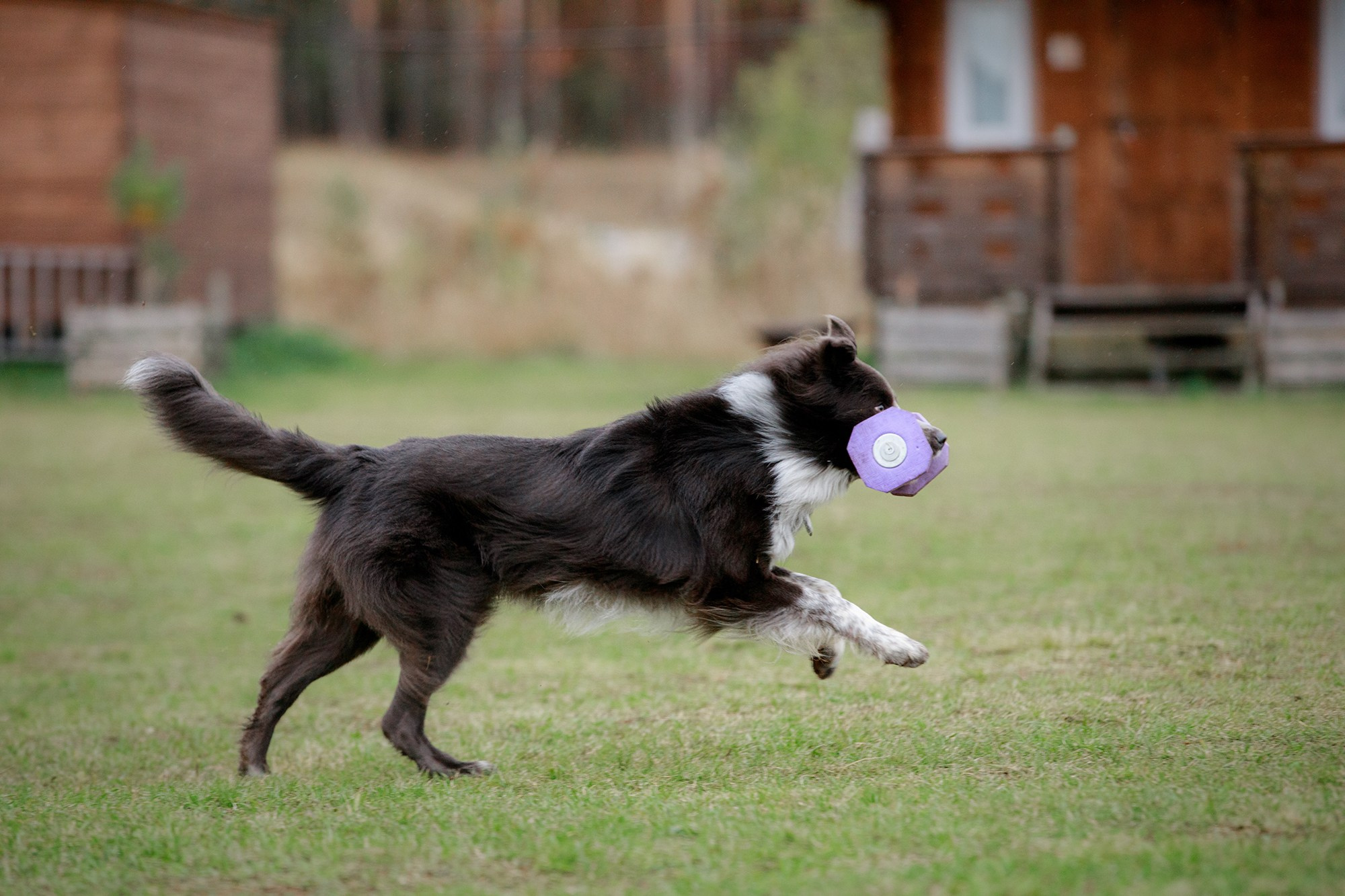 Лагерь по ОБД с Инной Баженовой. Фотограф-анималист Mary Mart — Москва, Питер
