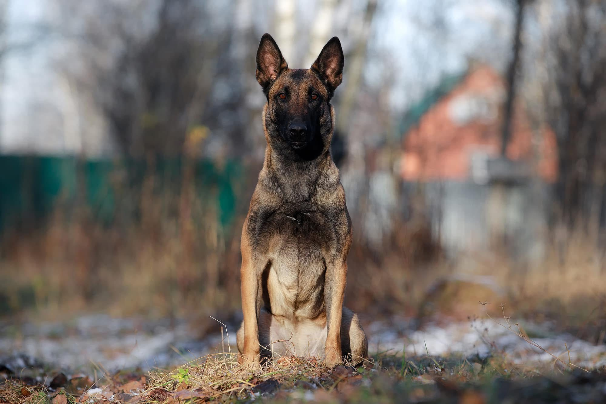 Малинуа в лицах. Фотограф-анималист Mary Mart — Москва, Питер