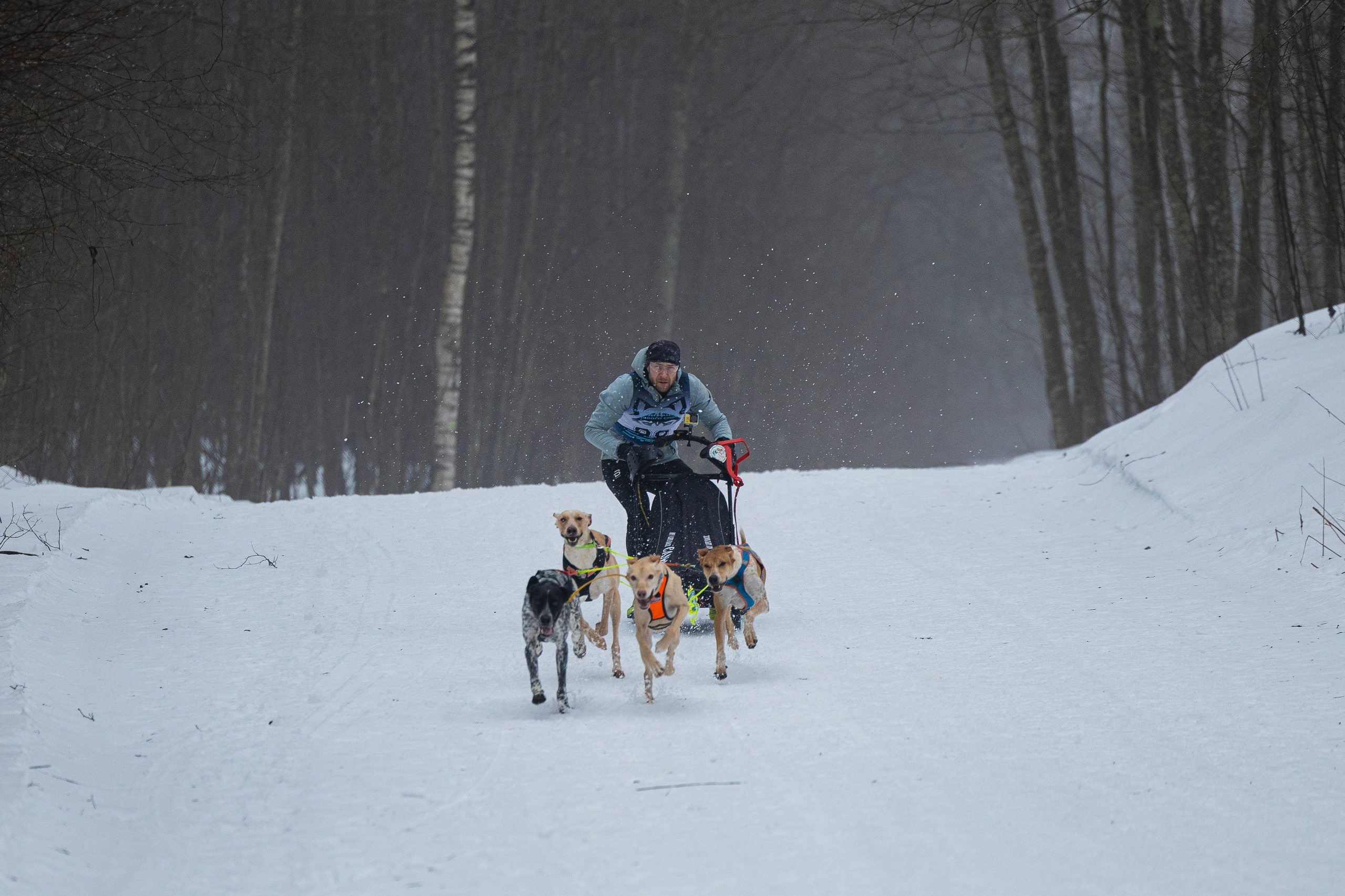 Зимний Чемпионат Санкт-Петербурга по ездовому спорту. Фотограф-анималист Анна Маринич
