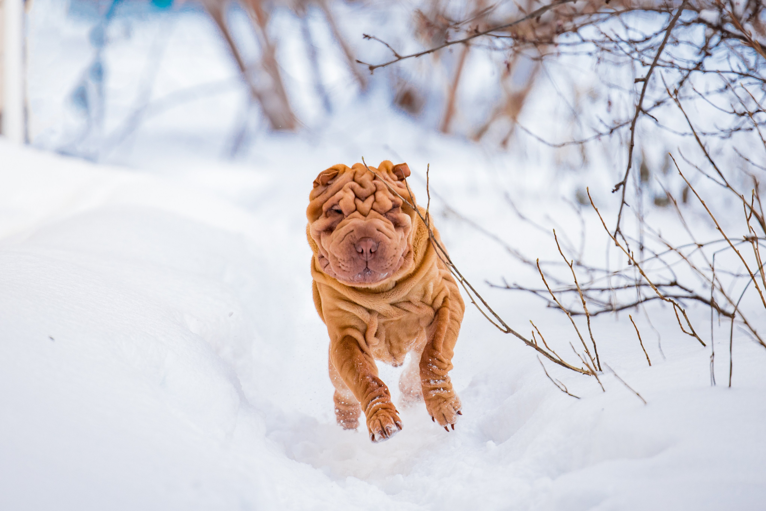 В гостях у шарпеев 16.01.2024. Фотограф-анималист Юлия Германика