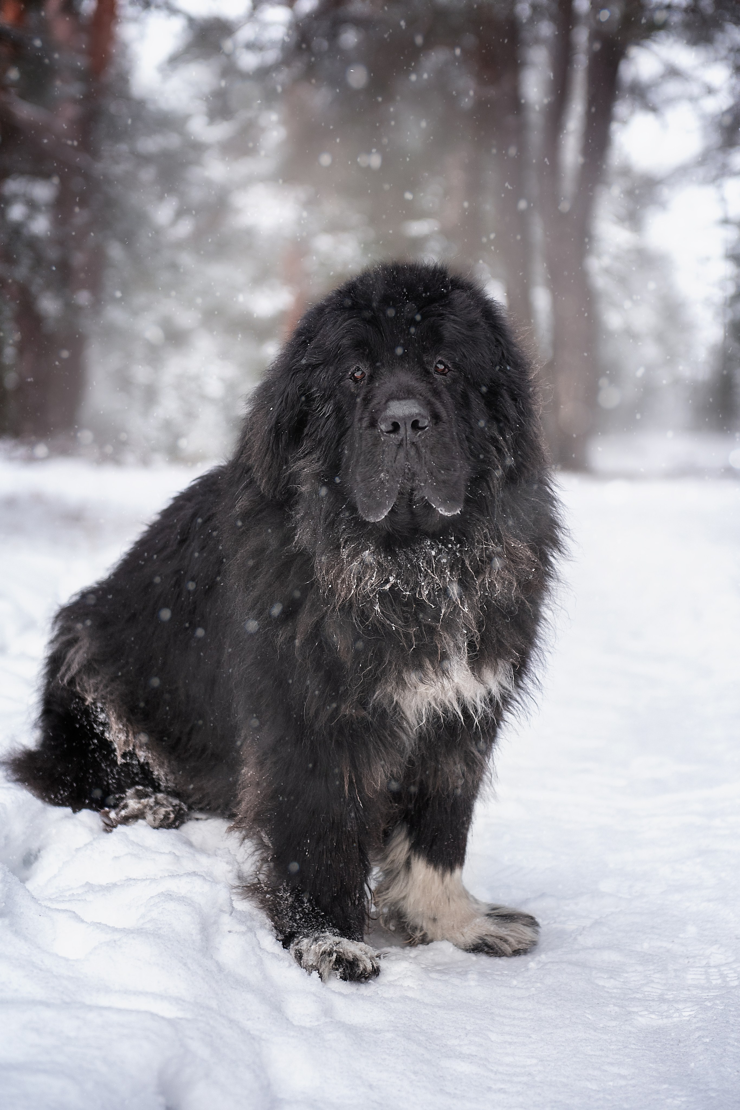 Ньюфаундленды. Мотофотограф в Нижнем Новгороде Динара Зуйкова