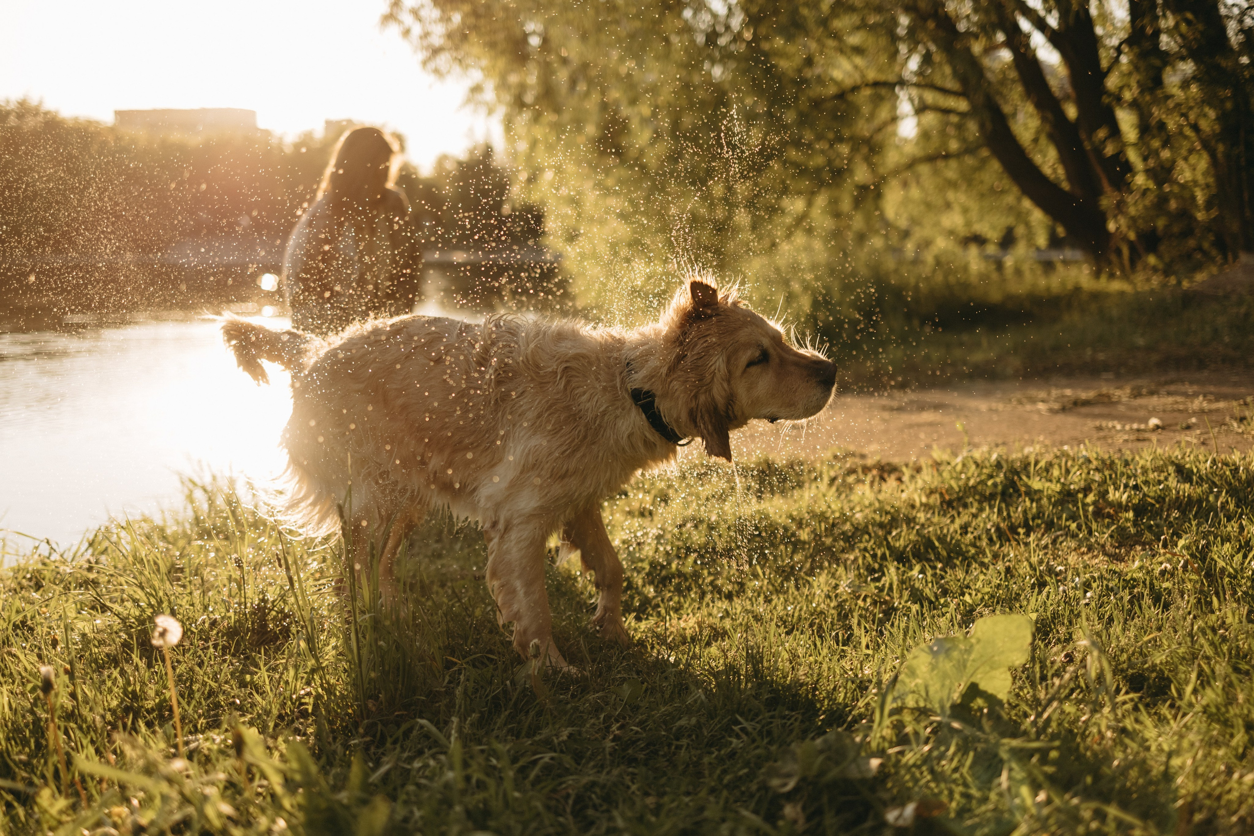 Пенни и ребята. Фотограф — Анималист | Санкт-Петербург