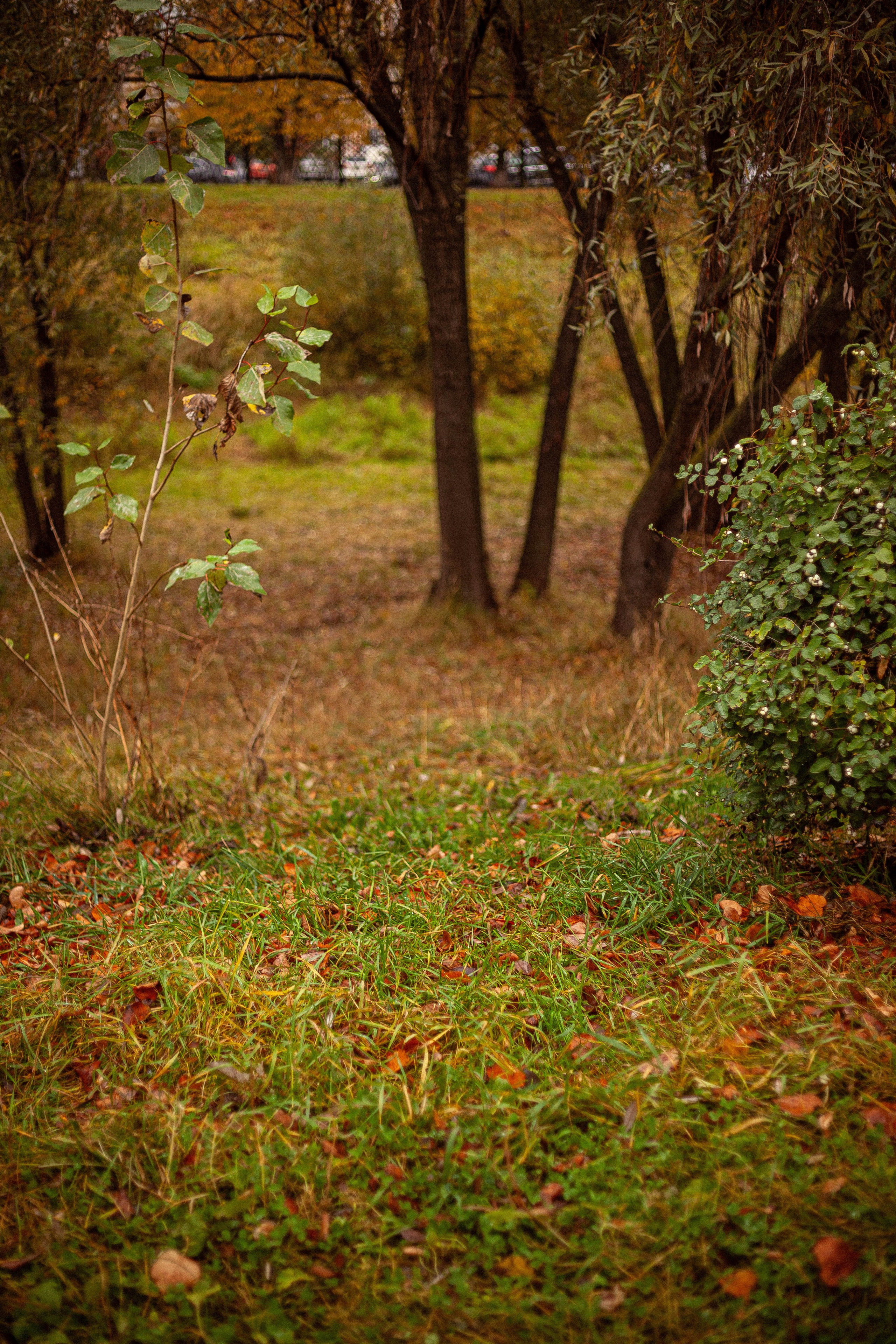 Осенняя серия. Фотограф в Москве. Екатерина Митина