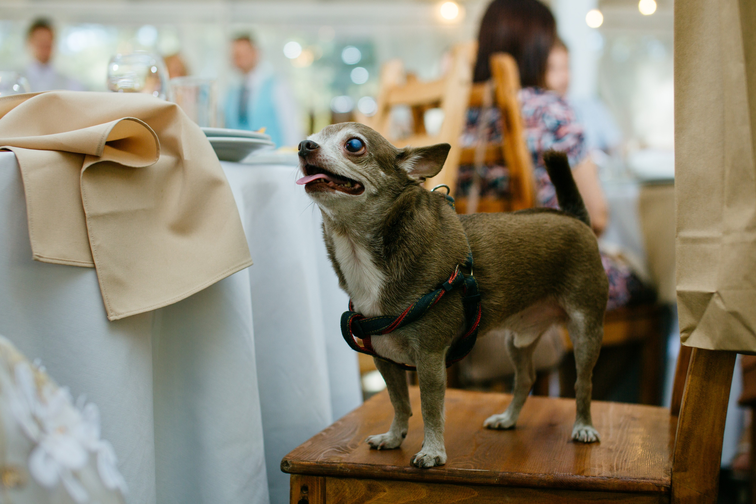 Банкеты. Nuta ART - photo-video creator