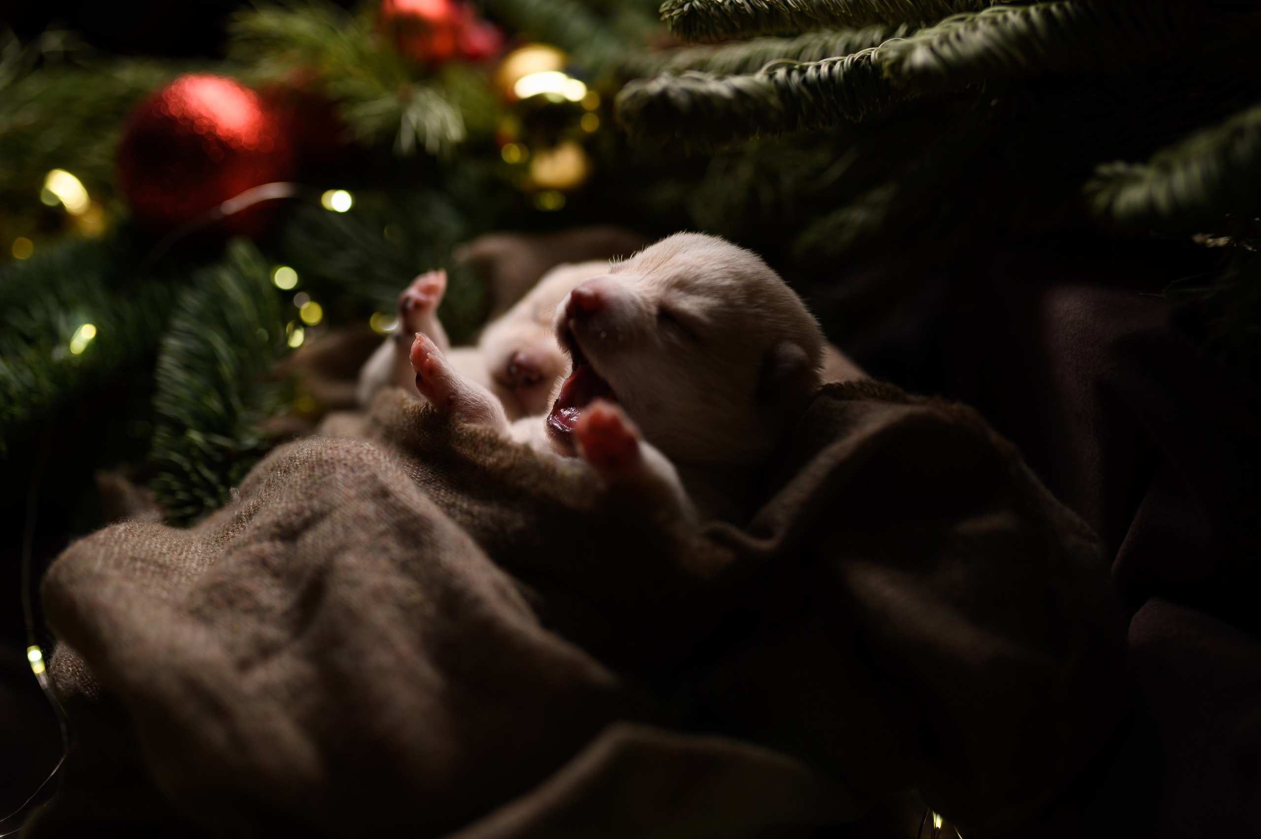 Мамесиба. Фотограф анималист в Москве Ольга Агушева
