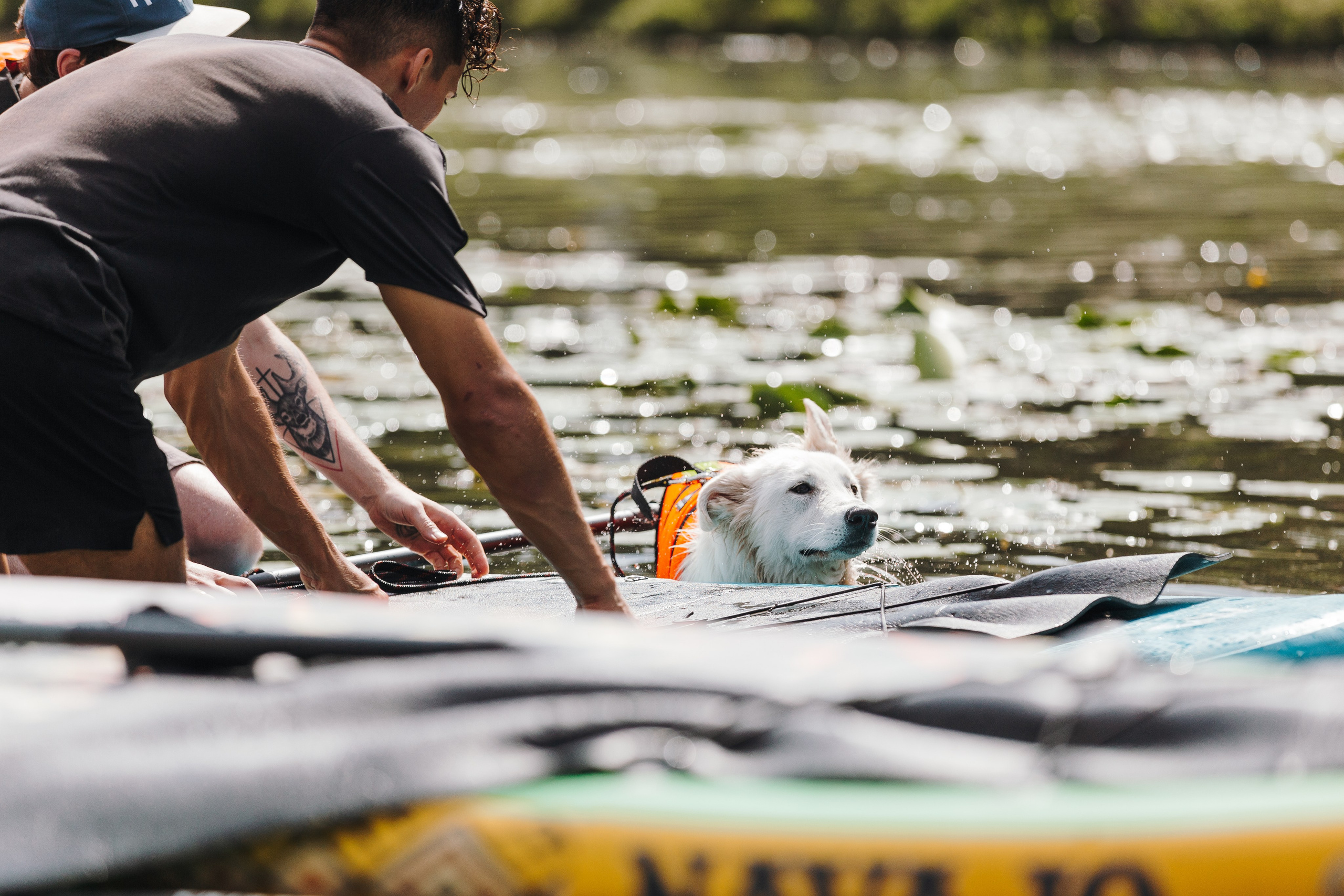 Petshop Sup day. Фотограф анималист Кристина Карпова, Москва