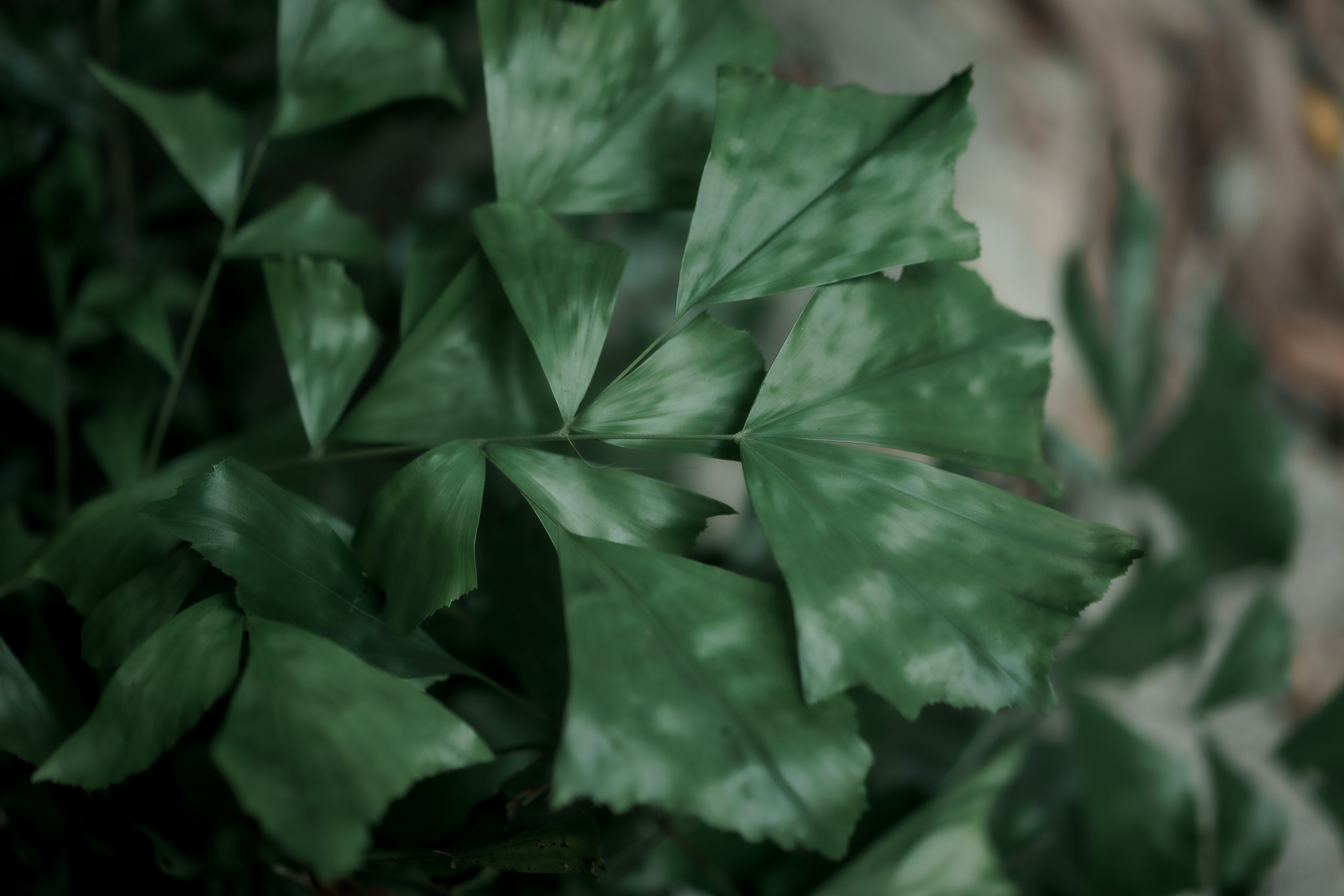 Kri. PhuQuoc photographer — Phu Quoc wedding photographer