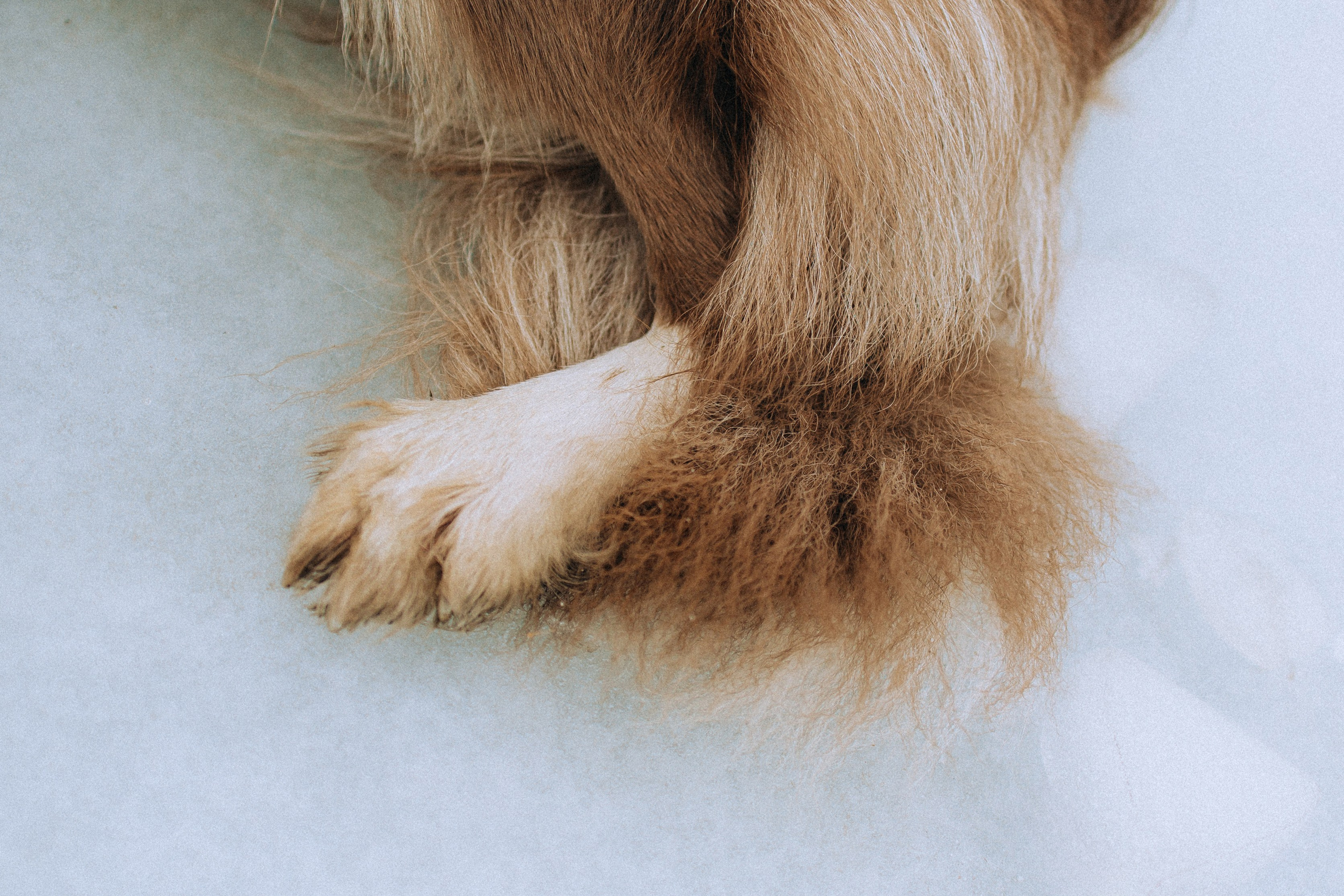 Полина, Милли и Паддингтон