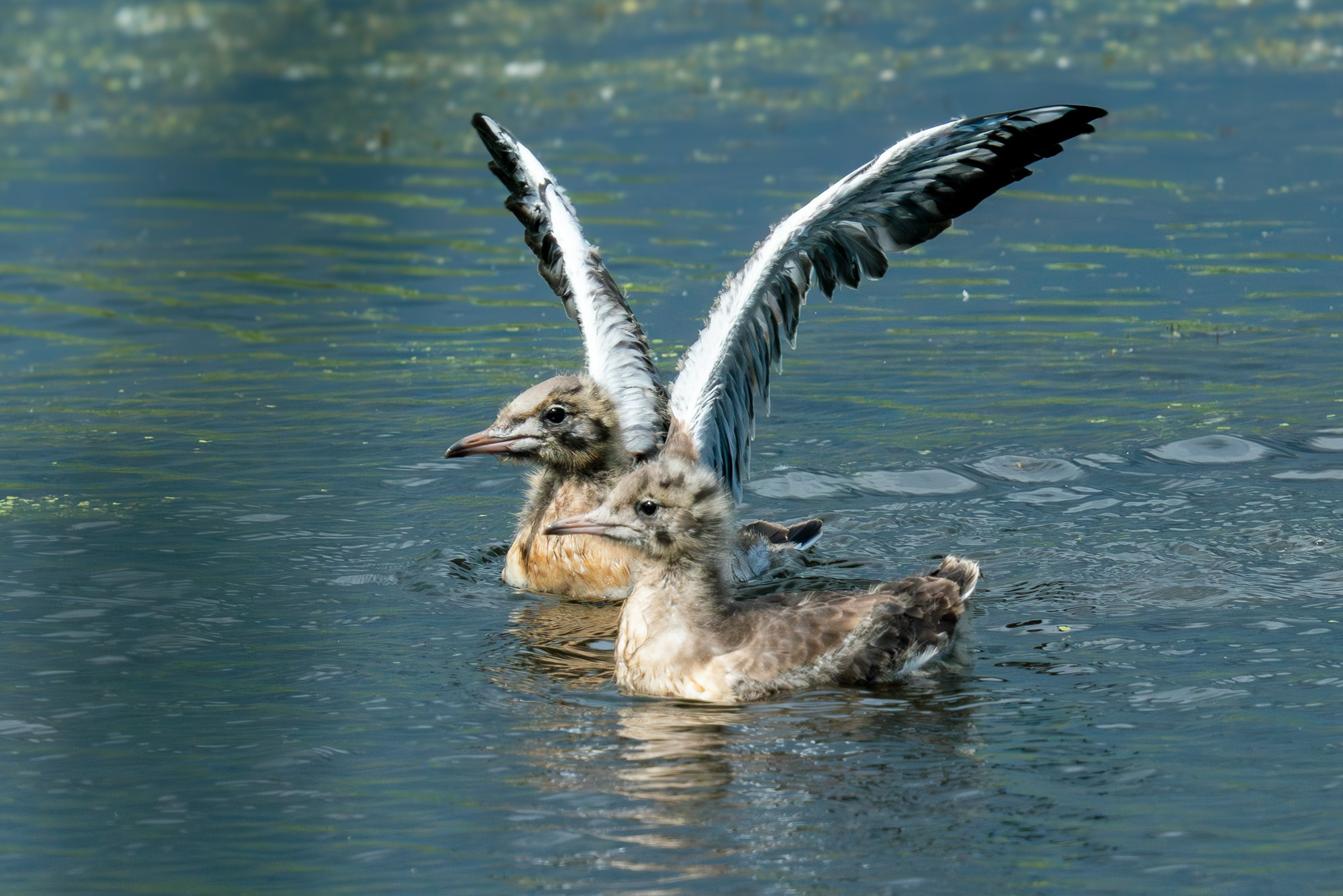 Удивительные мир птиц. Вокруг нас столько прекрасного — присмотритесь!. Ваш личный фотограф Марина Волкова