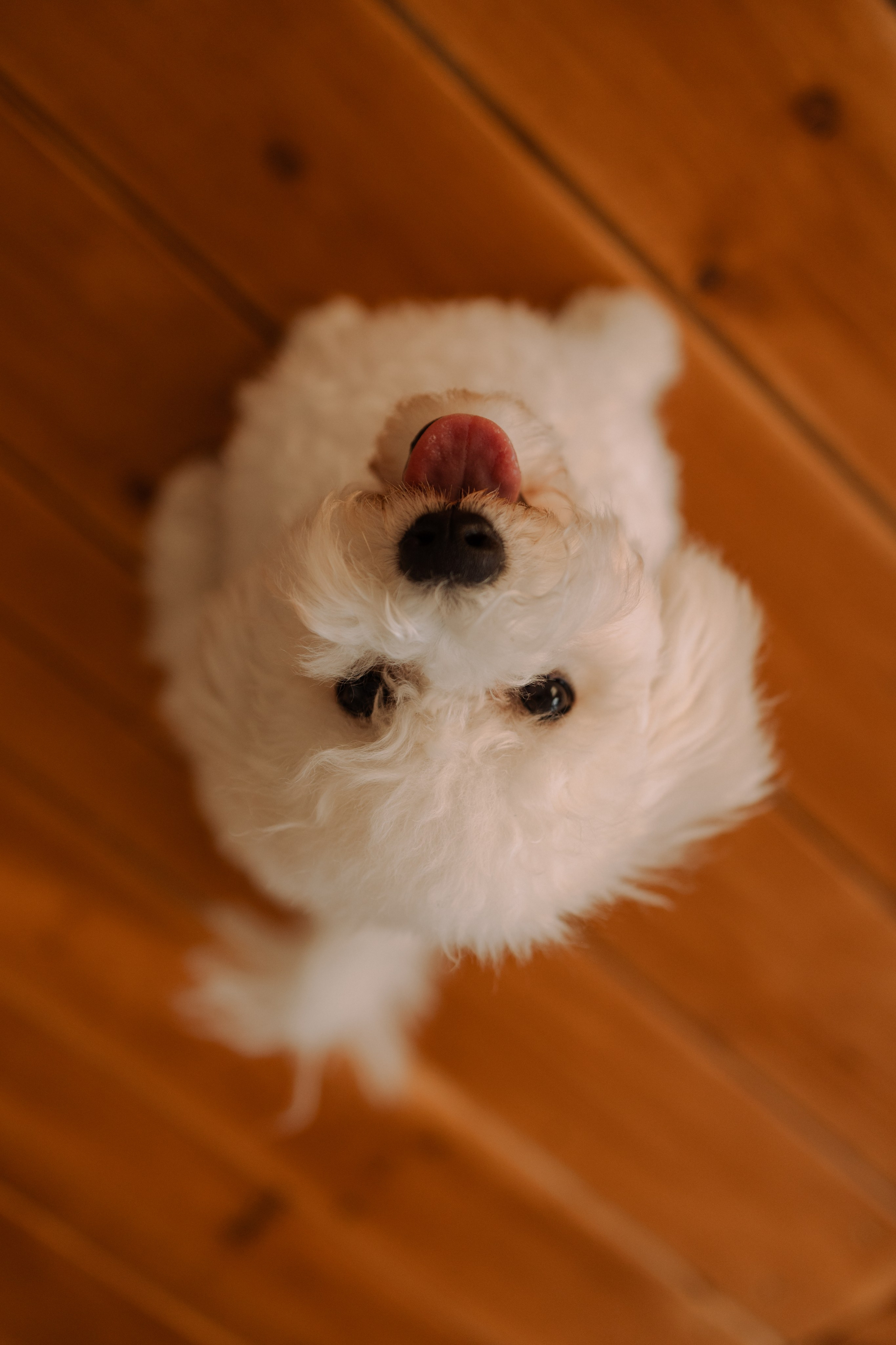 Луна и ее семья. Фотограф — Анималист | Санкт-Петербург