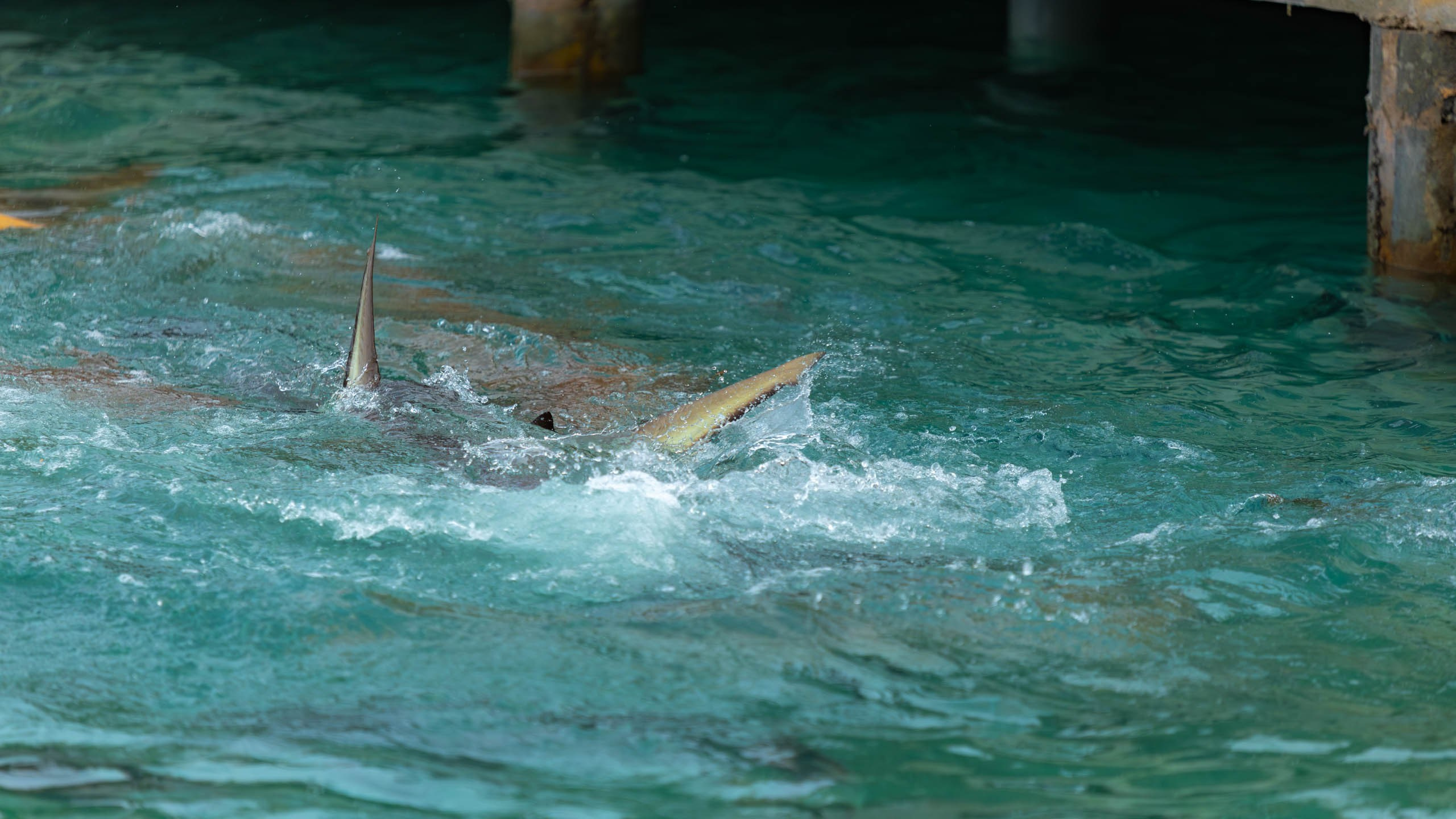 Мальдивы, Ellaidhoo Maldives by Cinnamon