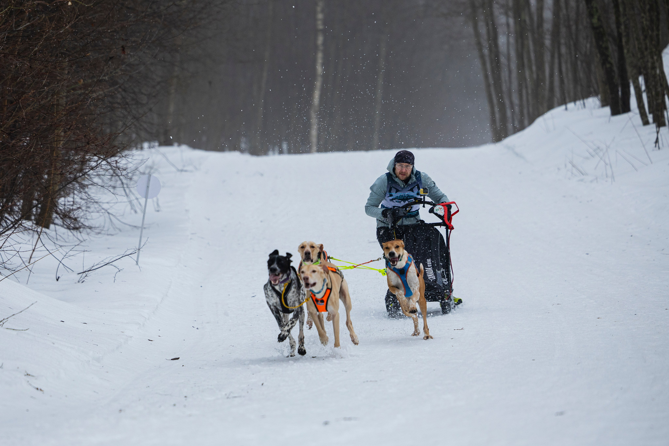 Зимний Чемпионат Санкт-Петербурга по ездовому спорту. Фотограф-анималист Анна Маринич