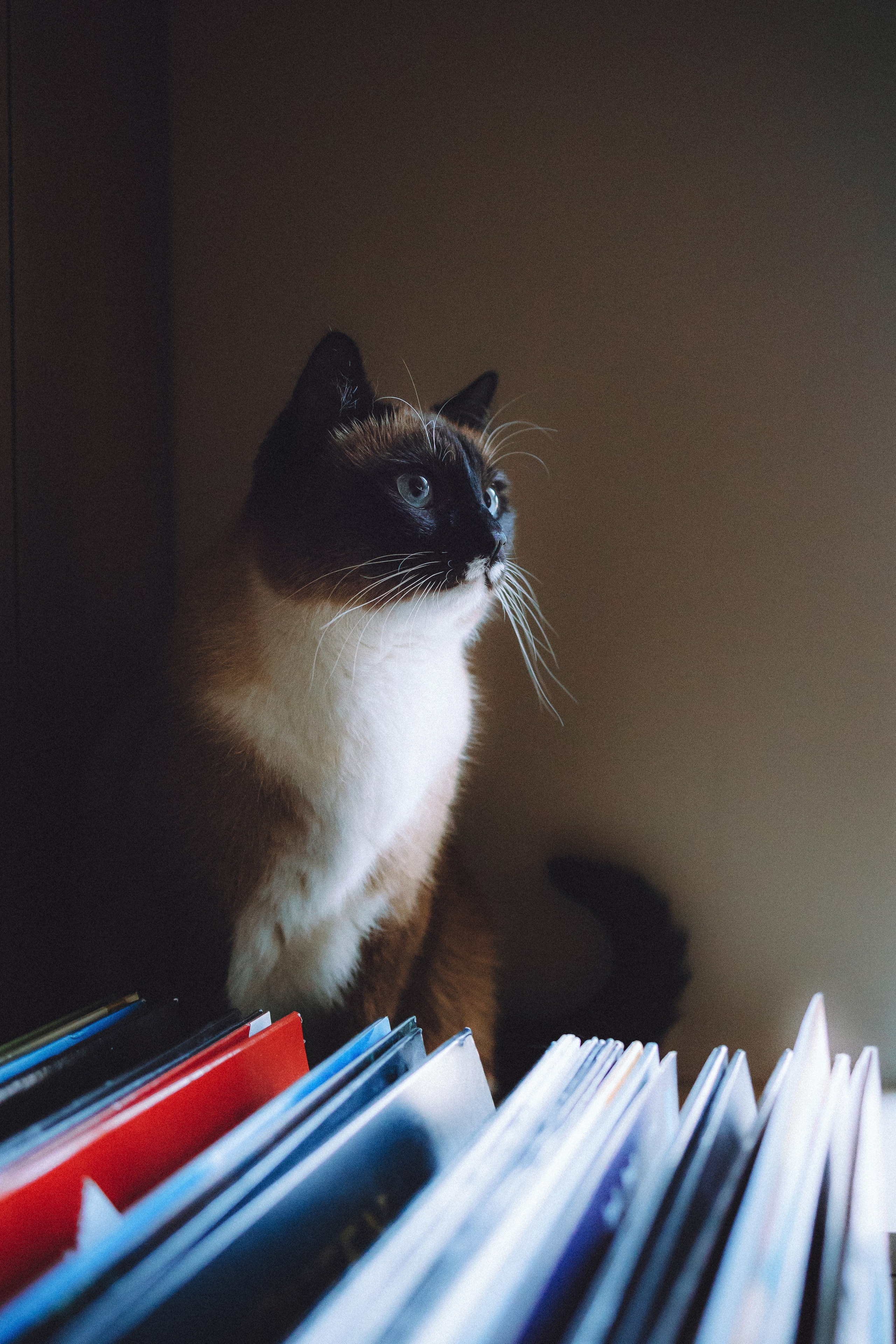 Наташа, Маруся и Зефир