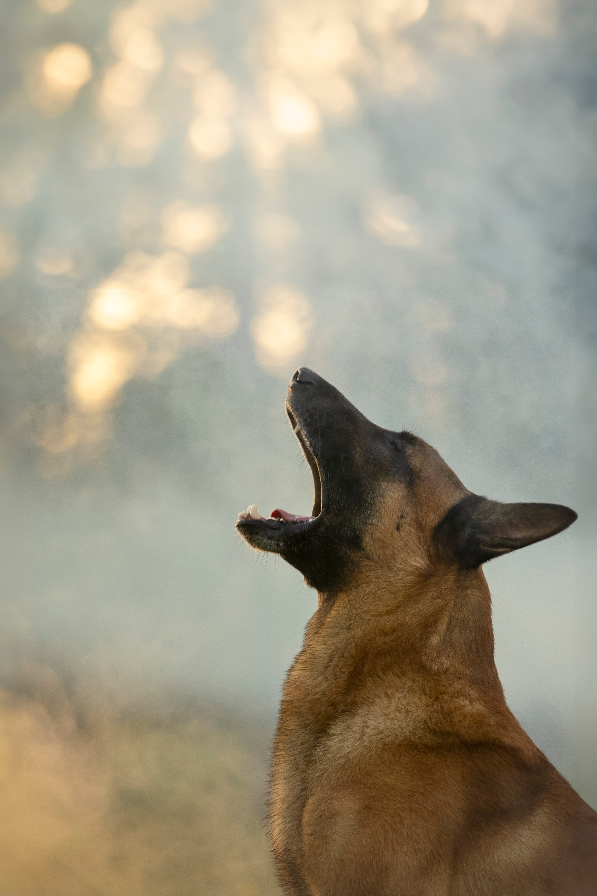 Рассвет с Прохором и Корицей. Фотограф анималист, семейный фотограф, фотограф собак Комратова Мария. г. Москва