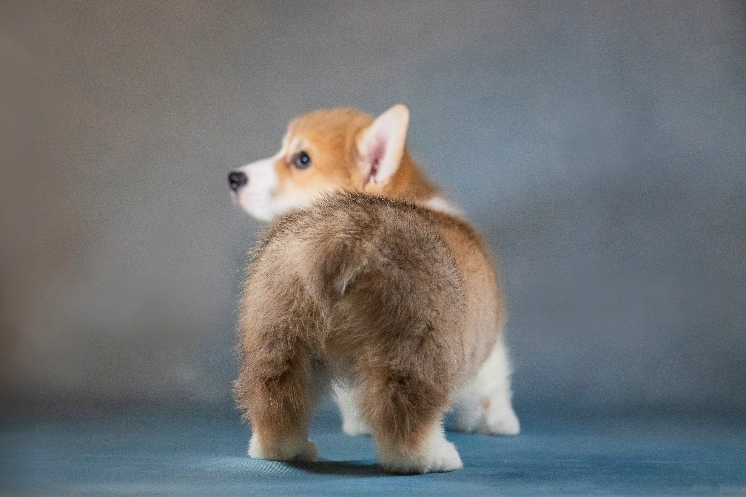 Вельш Корги Пемброк. Фотограф анималист, семейный фотограф, фотограф собак Комратова Мария. г. Москва
