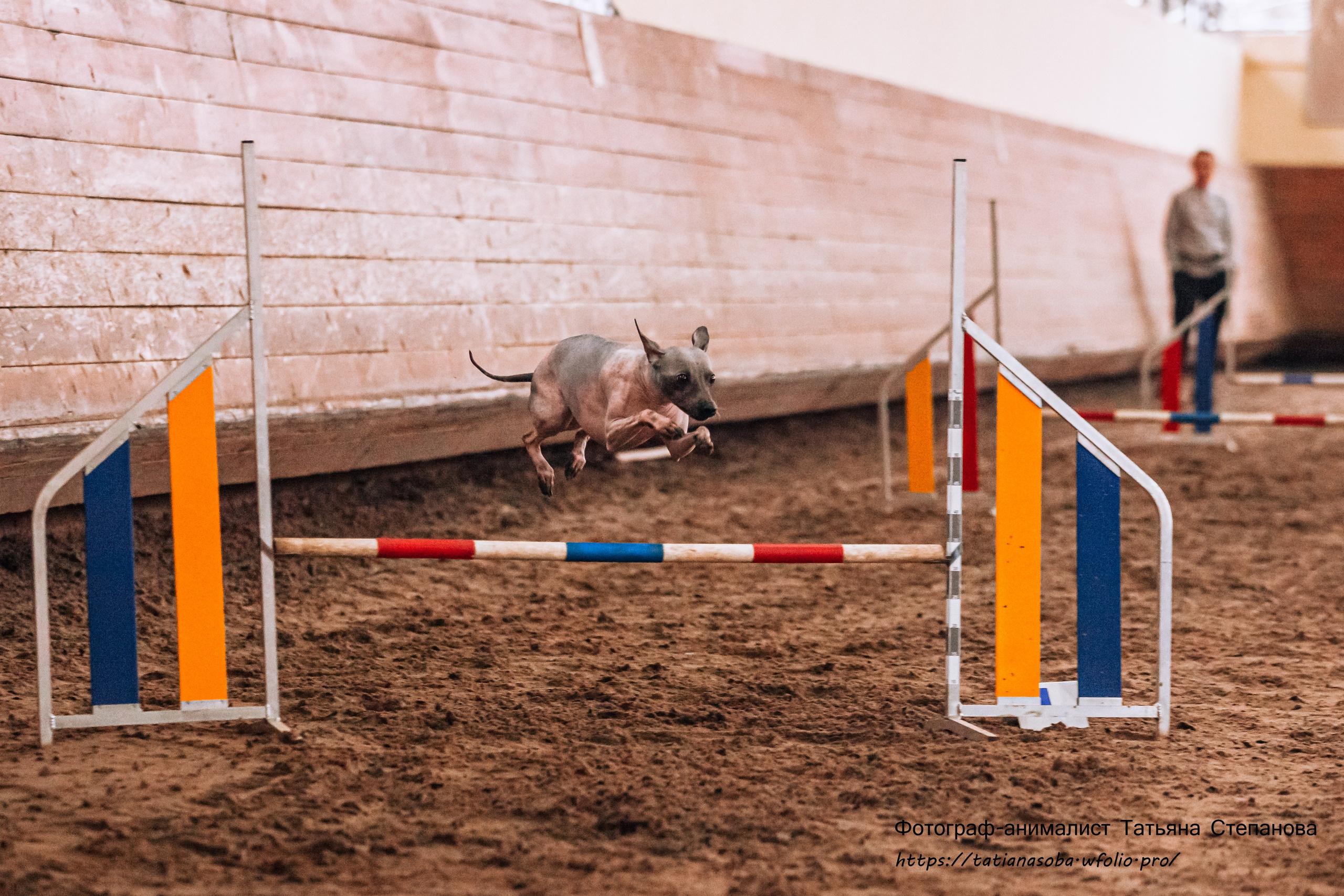 Соревнования по Аджилити 25.02.2024. Фотограф-анималист Татьяна Степанова