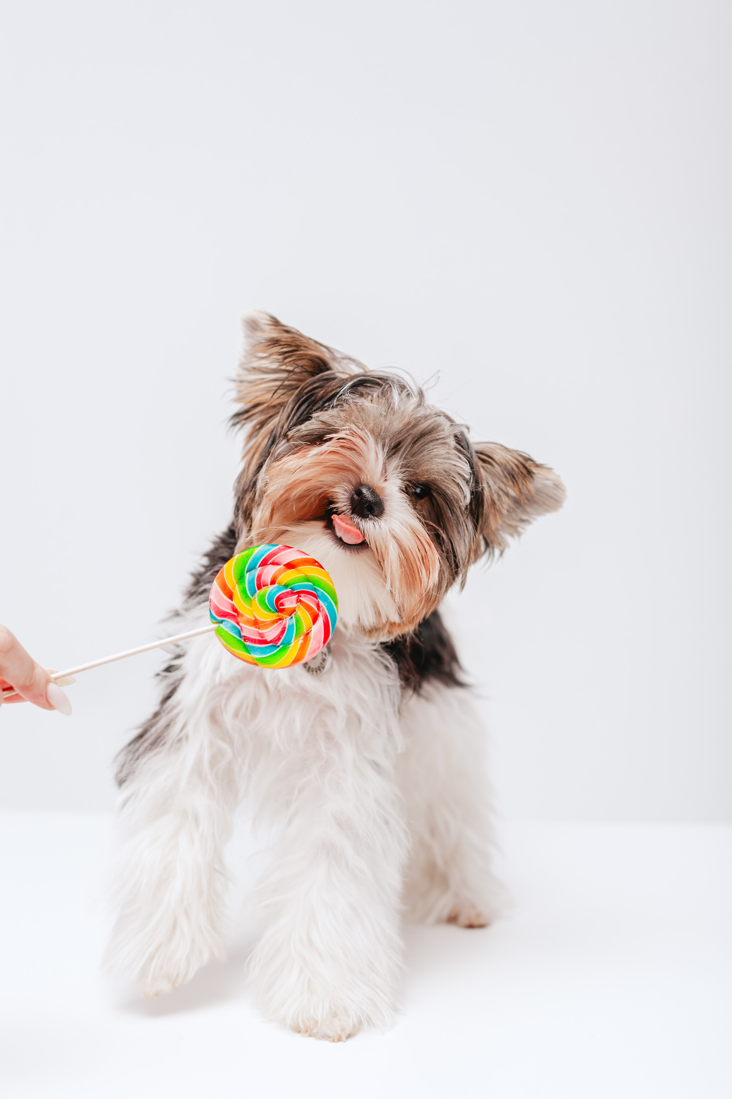 Студия близняшки. Фотограф-анималист Татьяна Степанова