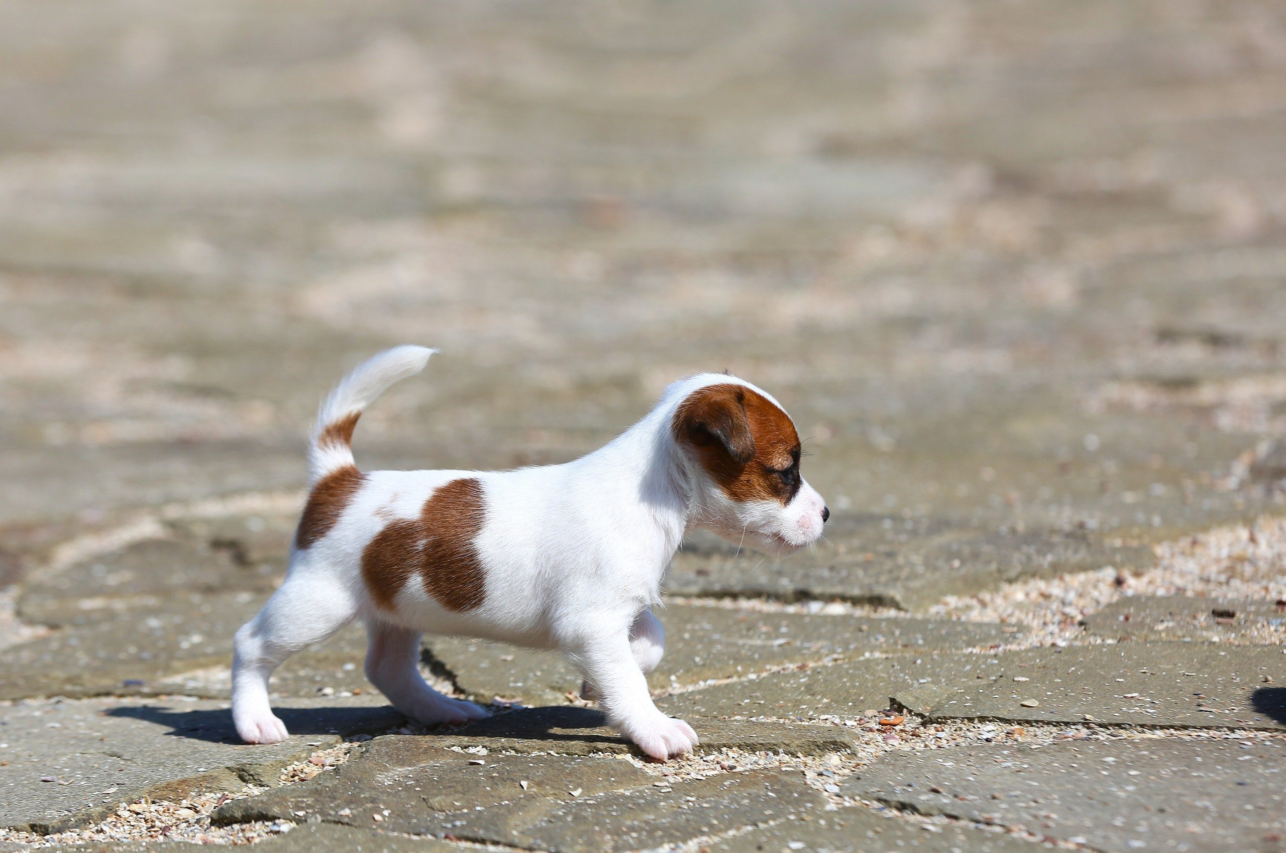 Общий альбом. Lovely-Orange питомник джек рассел терьеров