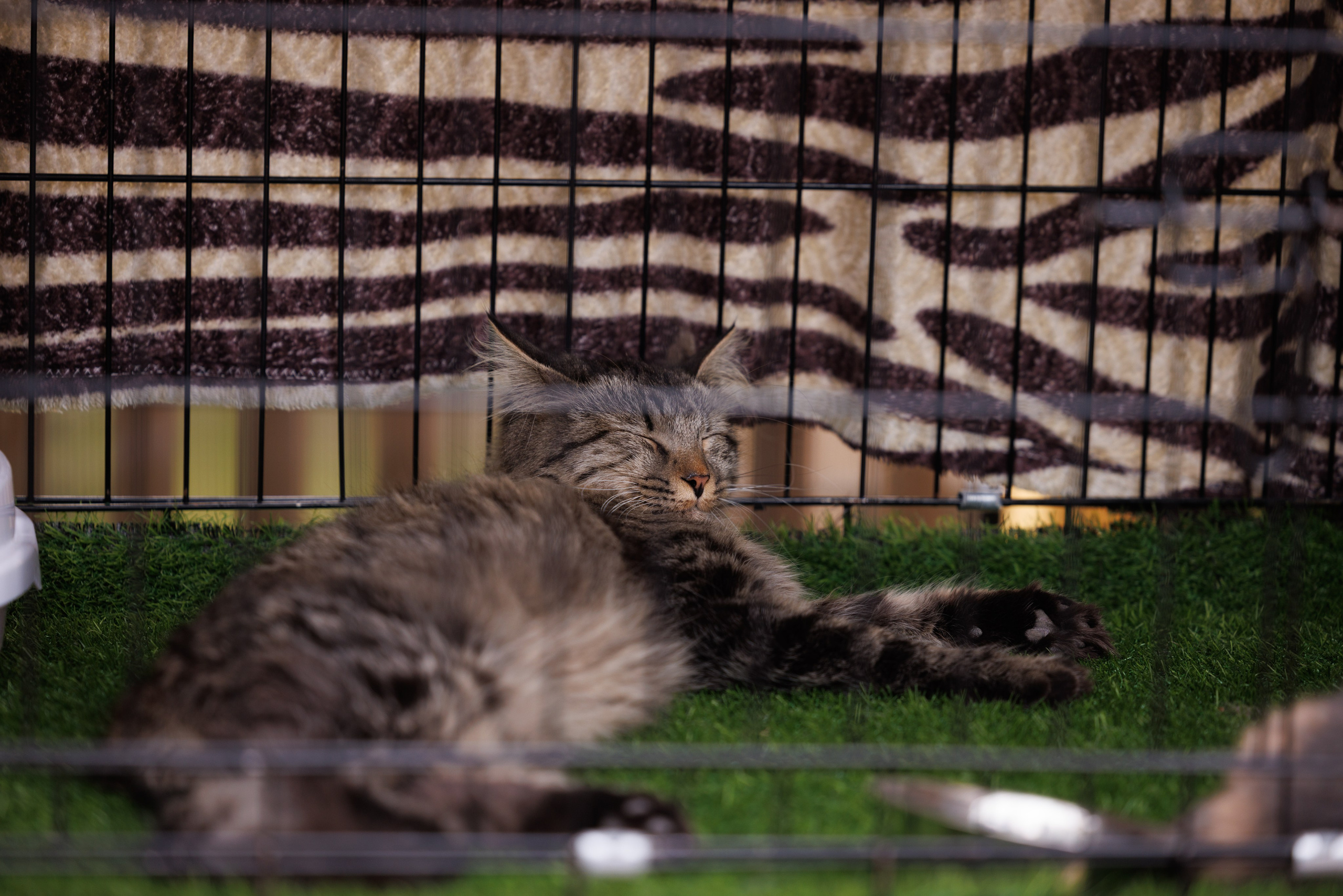 PetShopDays2026. Фотограф Александр Заломаев