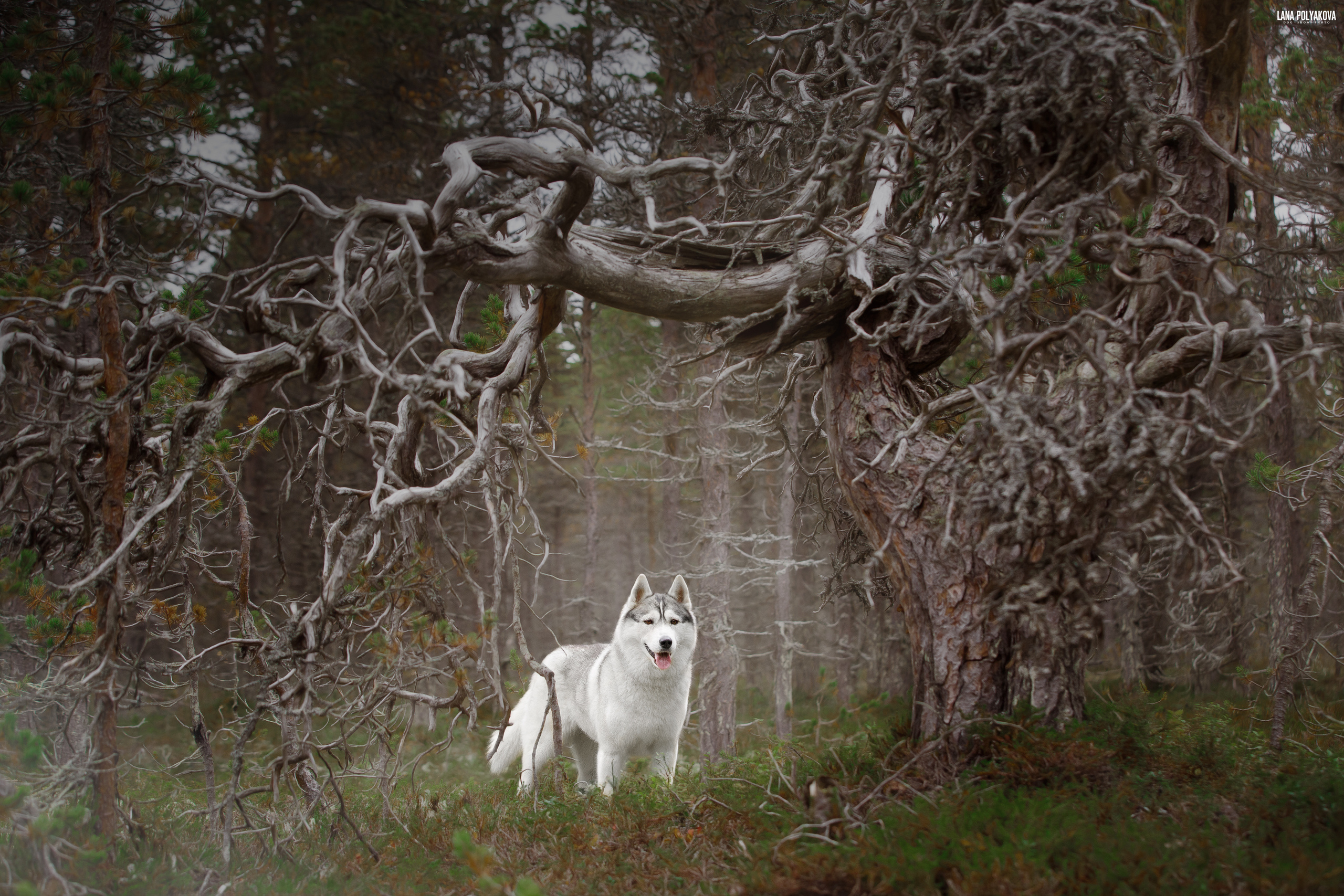Кольский п-в, сентябрь 2019. ФОТОГРАФ-АНИМАЛИСТ l LANA POLYAKOVA