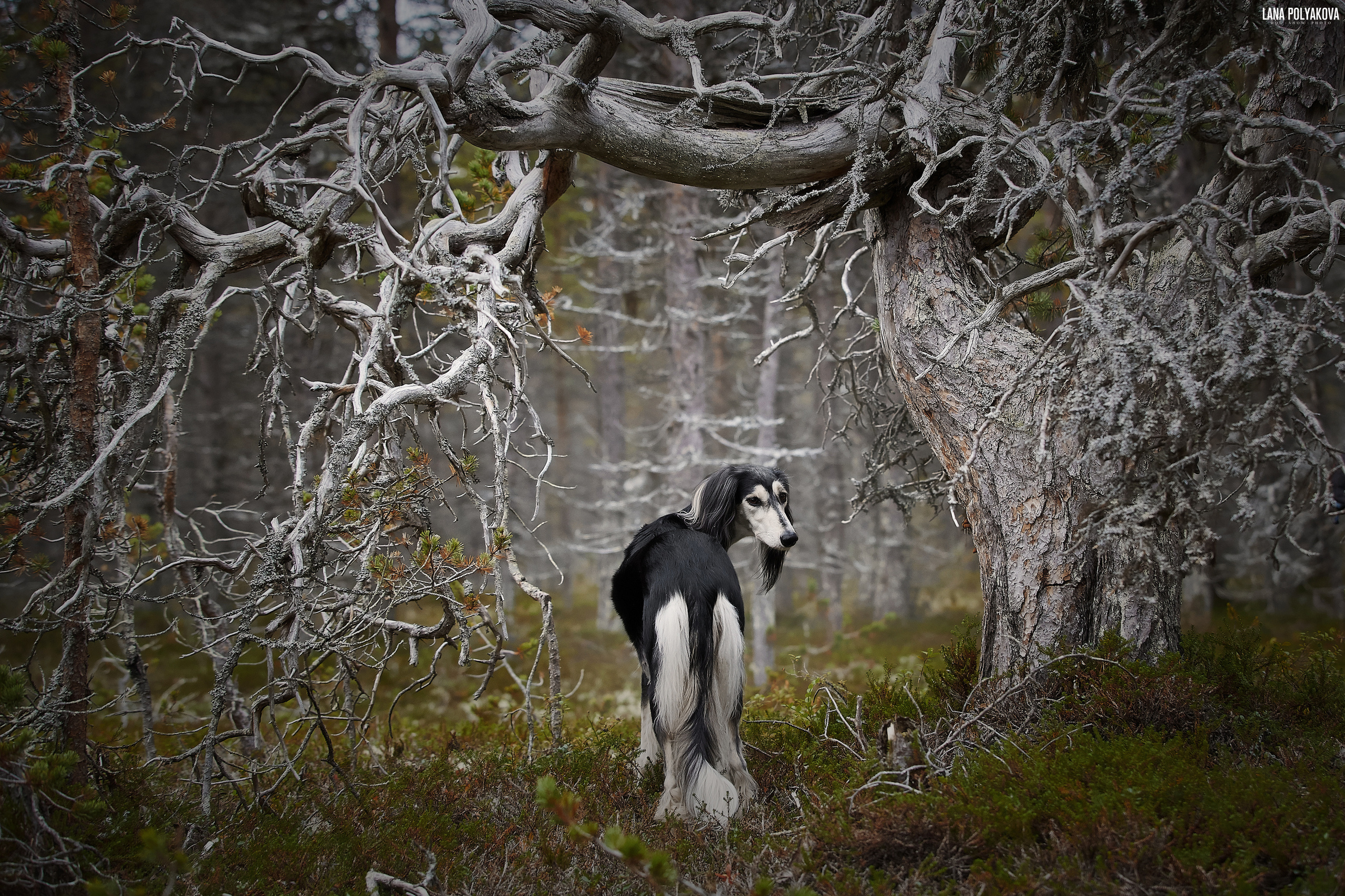 Кольский п-в, сентябрь 2019. ФОТОГРАФ-АНИМАЛИСТ l LANA POLYAKOVA