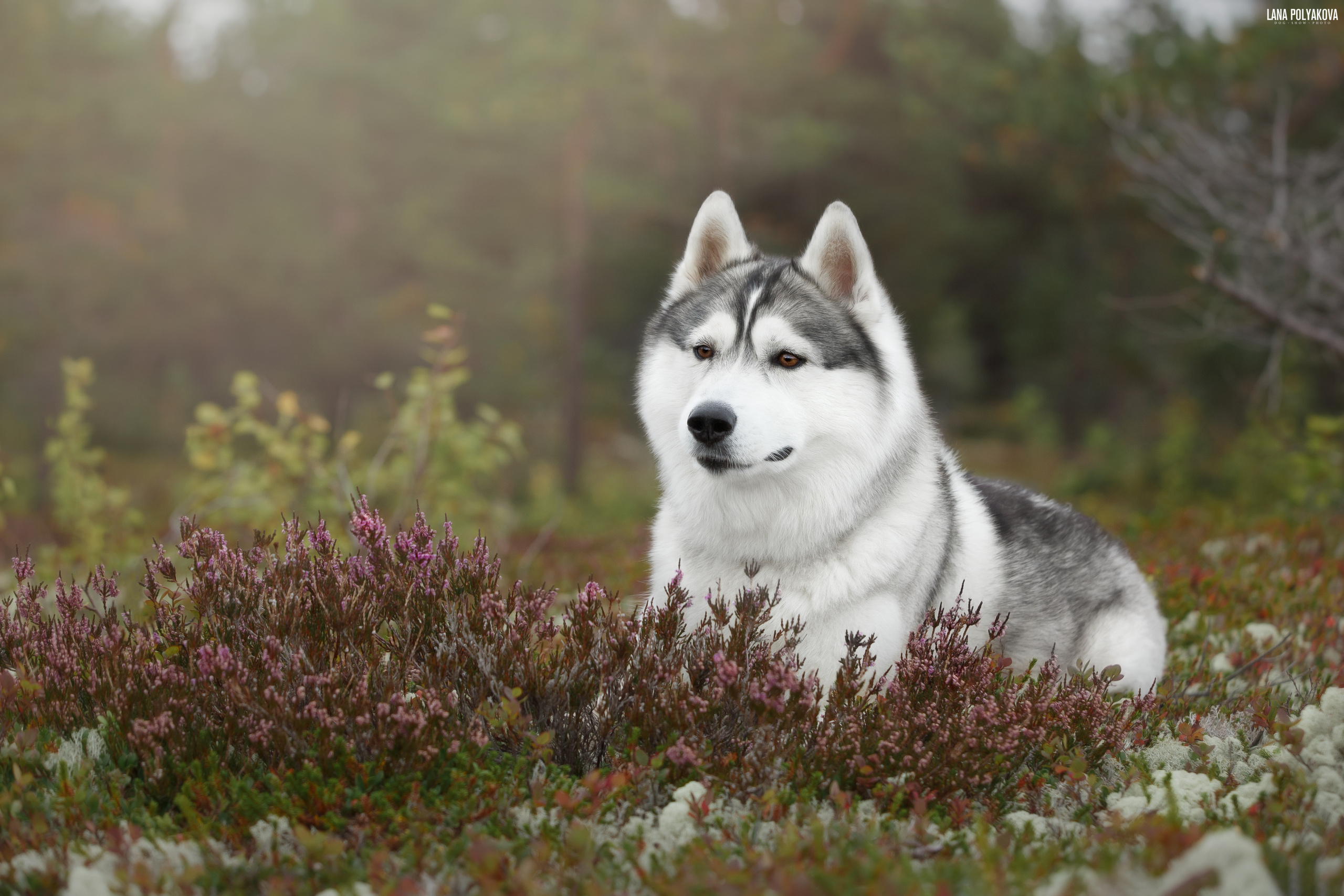 Кольский п-в, сентябрь 2019. ФОТОГРАФ-АНИМАЛИСТ l LANA POLYAKOVA