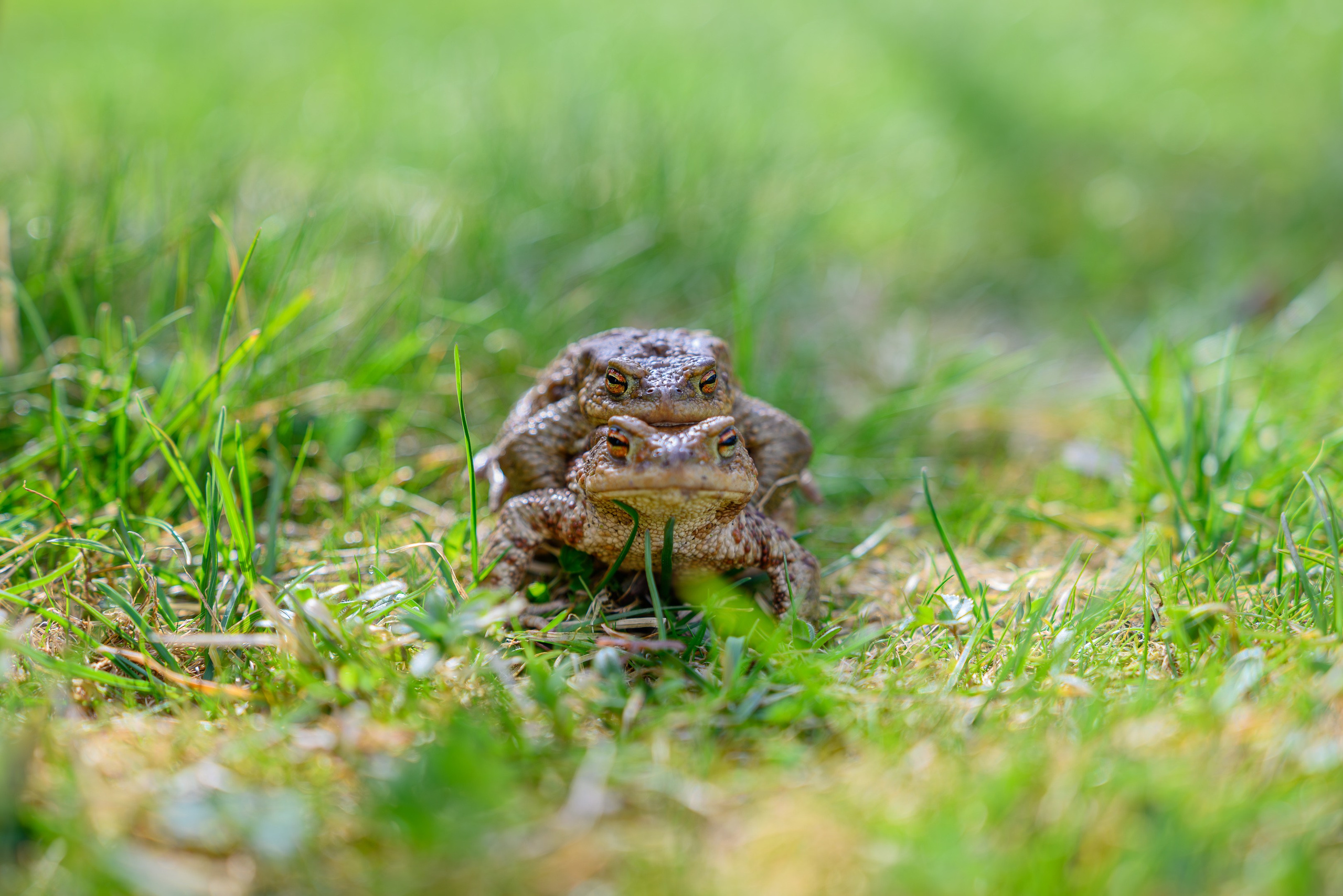 Семейный, уличный и пейзажный фотограф в Москве Никифоров Виктор