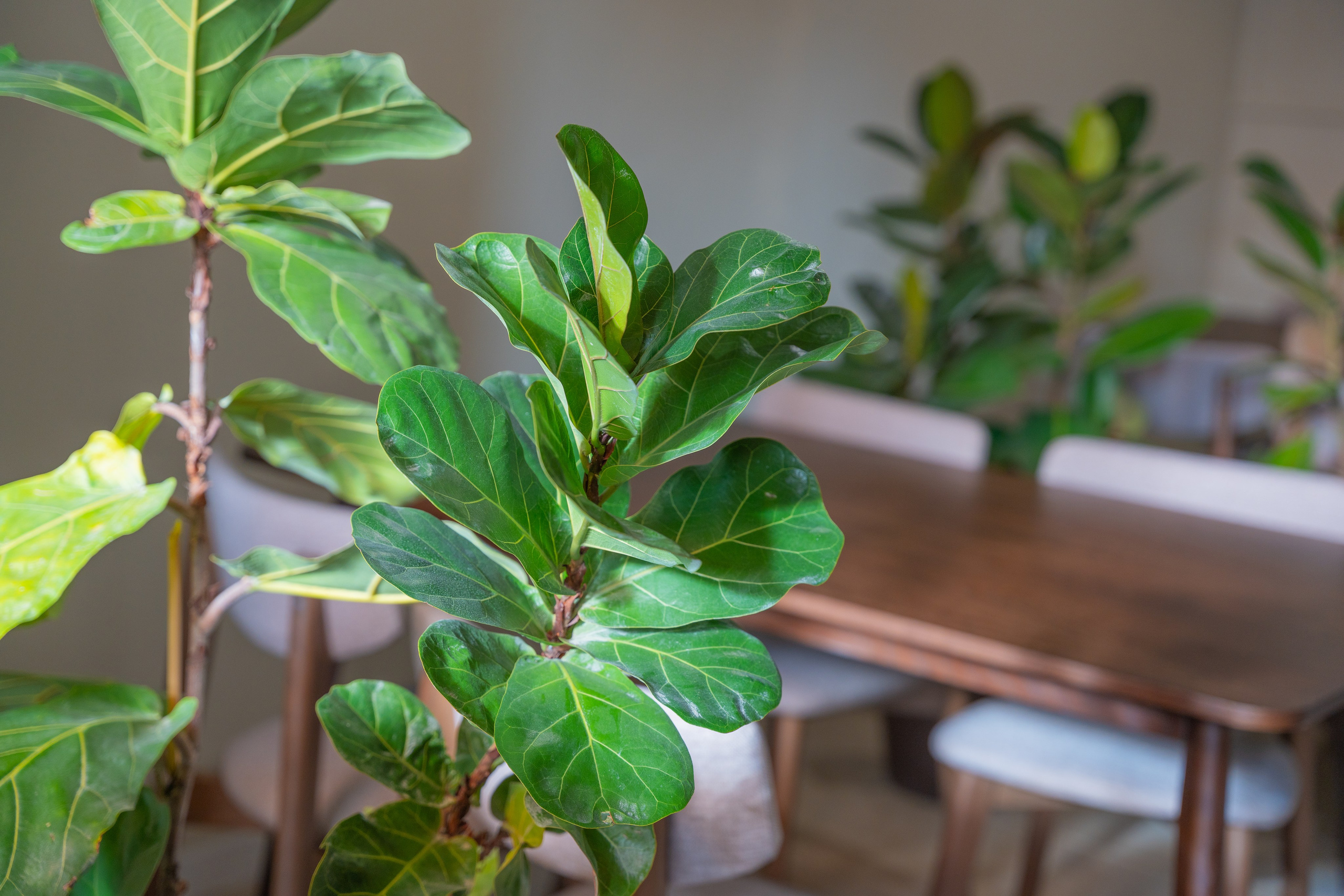 Интерьерная фотосъемка кофейни Love and Coffee — уютное место в Краснодаре Профессиональная фотосъемка интерьера кофейни в Краснодаре — Love. Шедевры для Вас! Фотограф и Видеограф в Краснодаре Пахиев Руслан