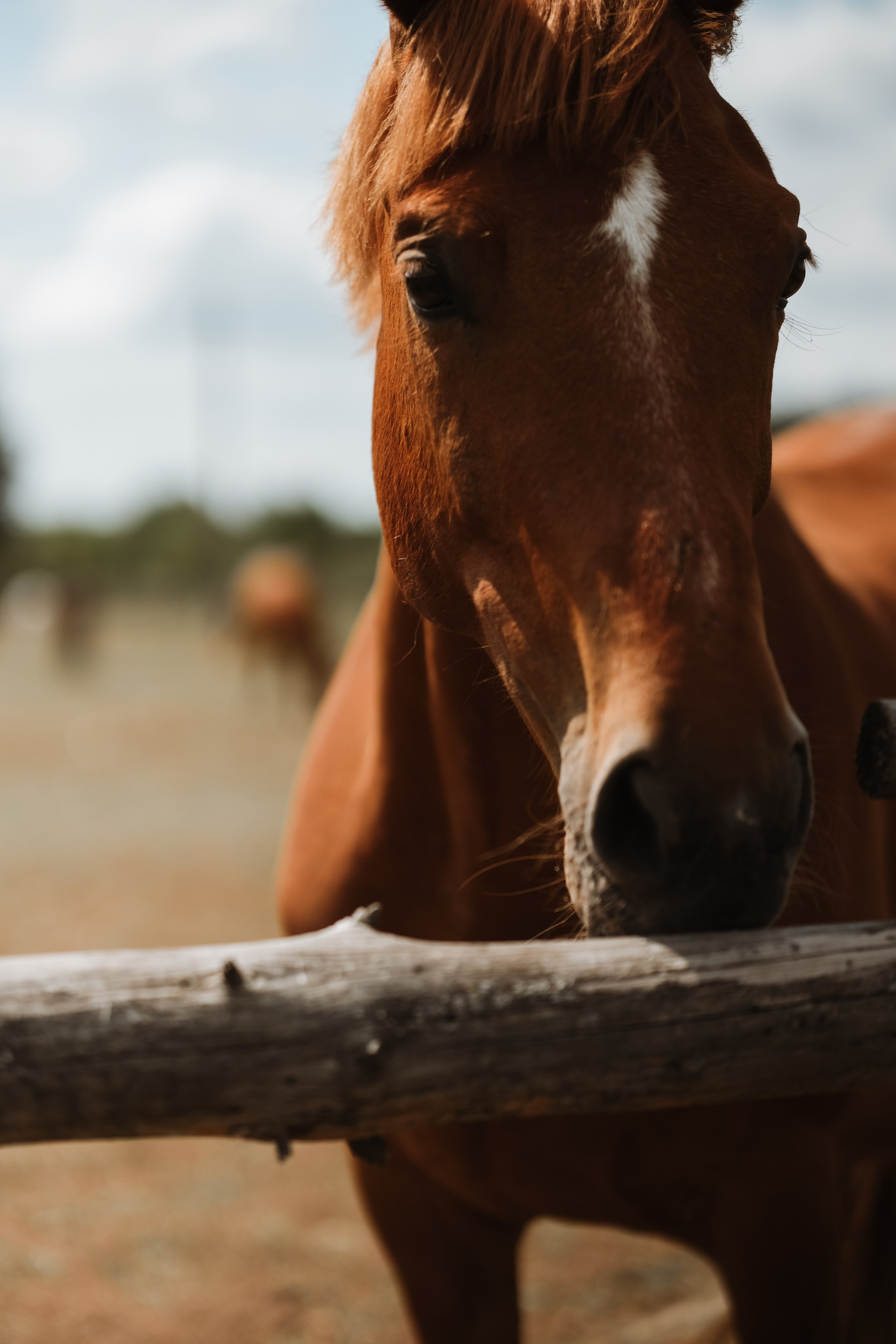 Фотосессия для деовчек!. Фотограф новорожденных в Брянске Анжелика Прохоренкова