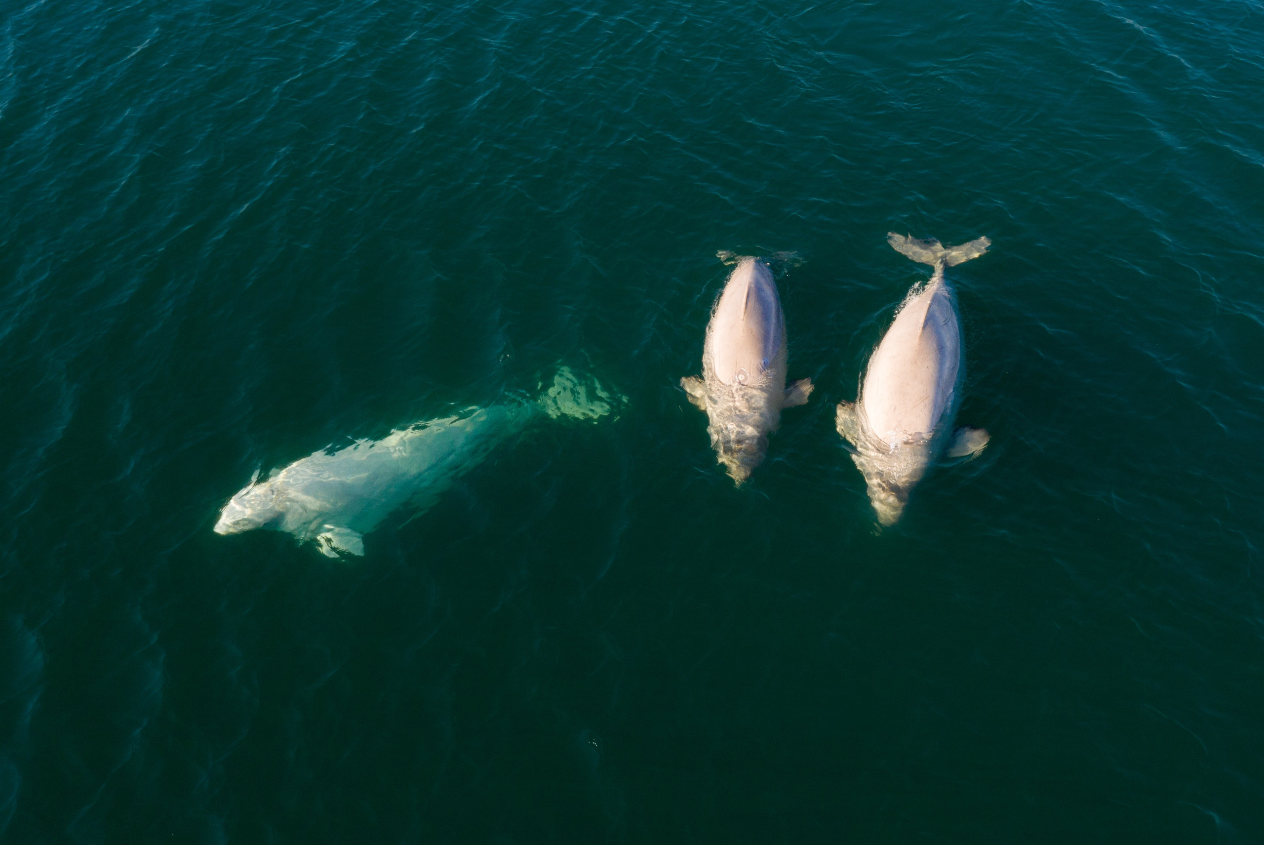 Анималистика. Фотограф Александр Чазов