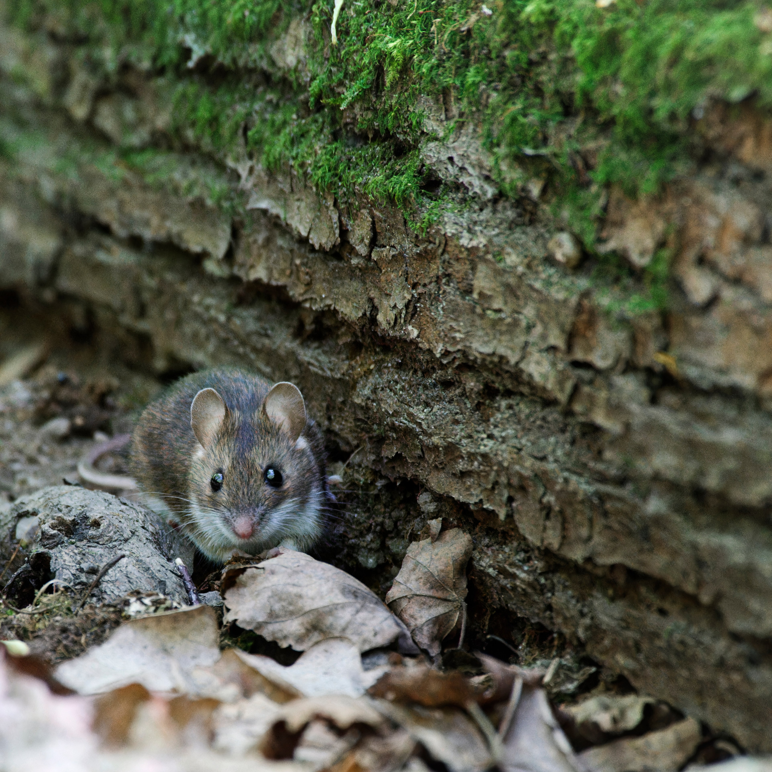 Шерсть, лапы, плавники. Семоха Валерий. Фотограф