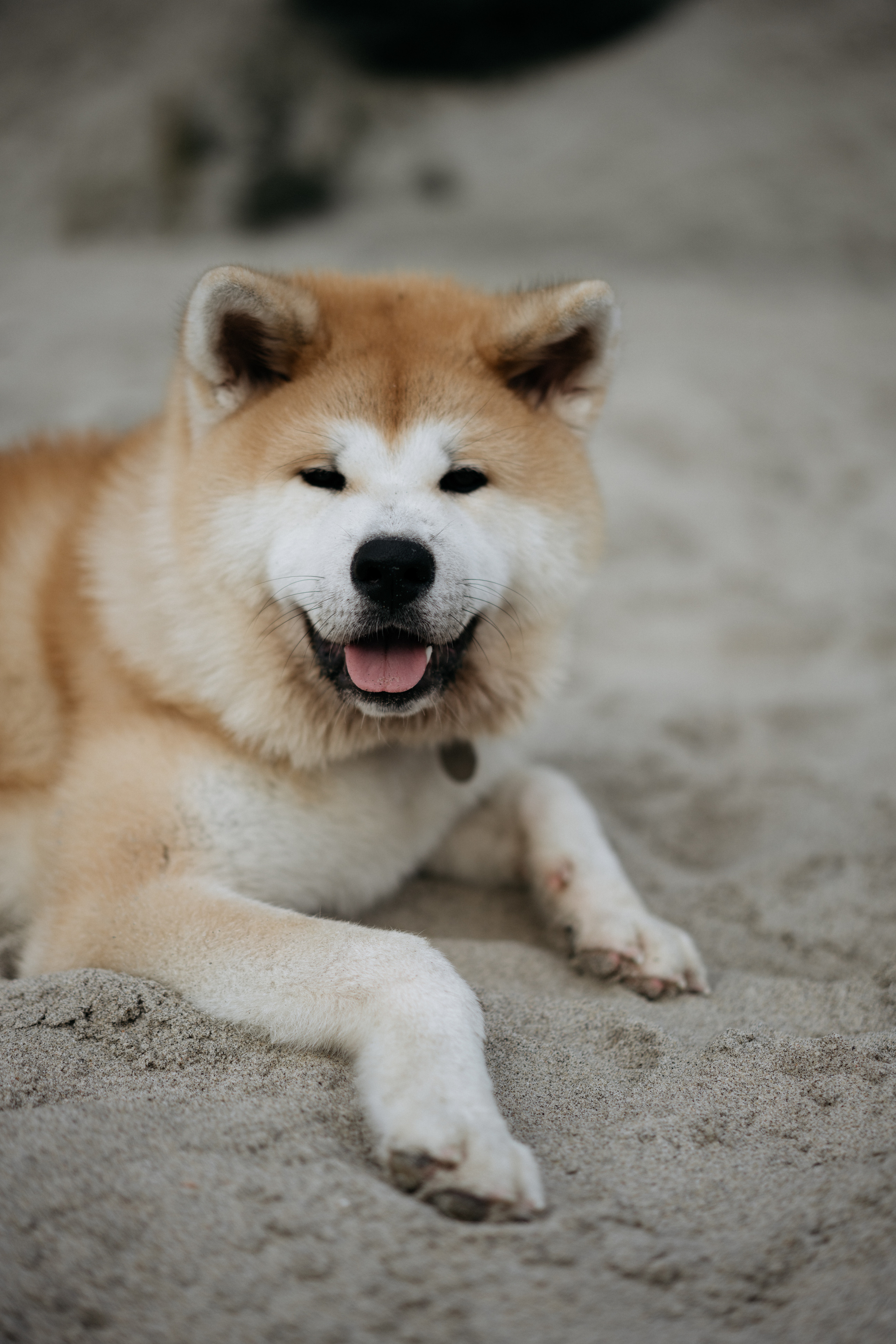 Фотосессия в ожидании, с акитой на берегу моря. Свадебный и семейный фотограф в Калининграде Анастасия Гриценко