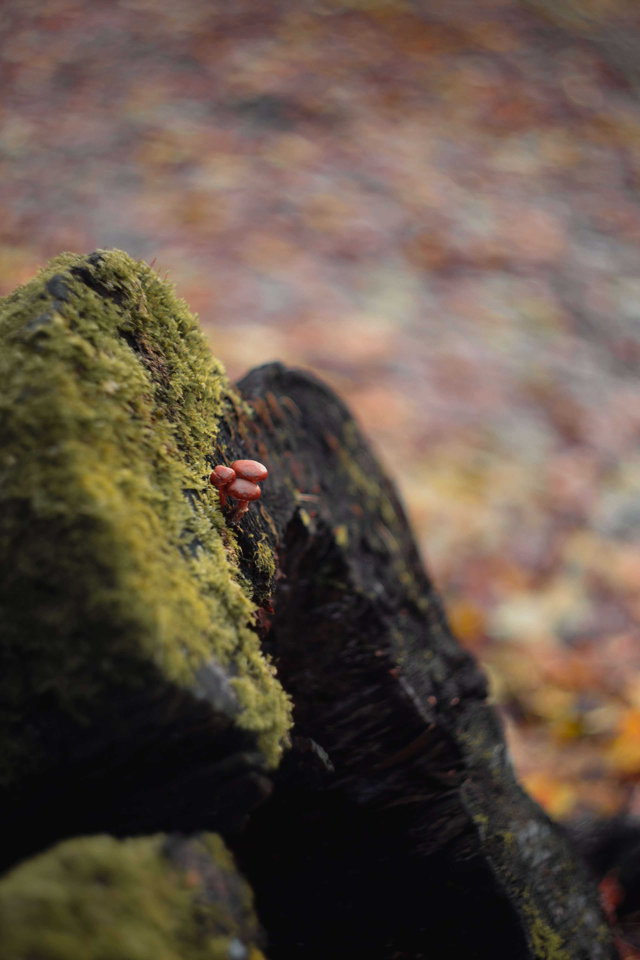 Ноябрь 2023. Efremovaphoto.ru