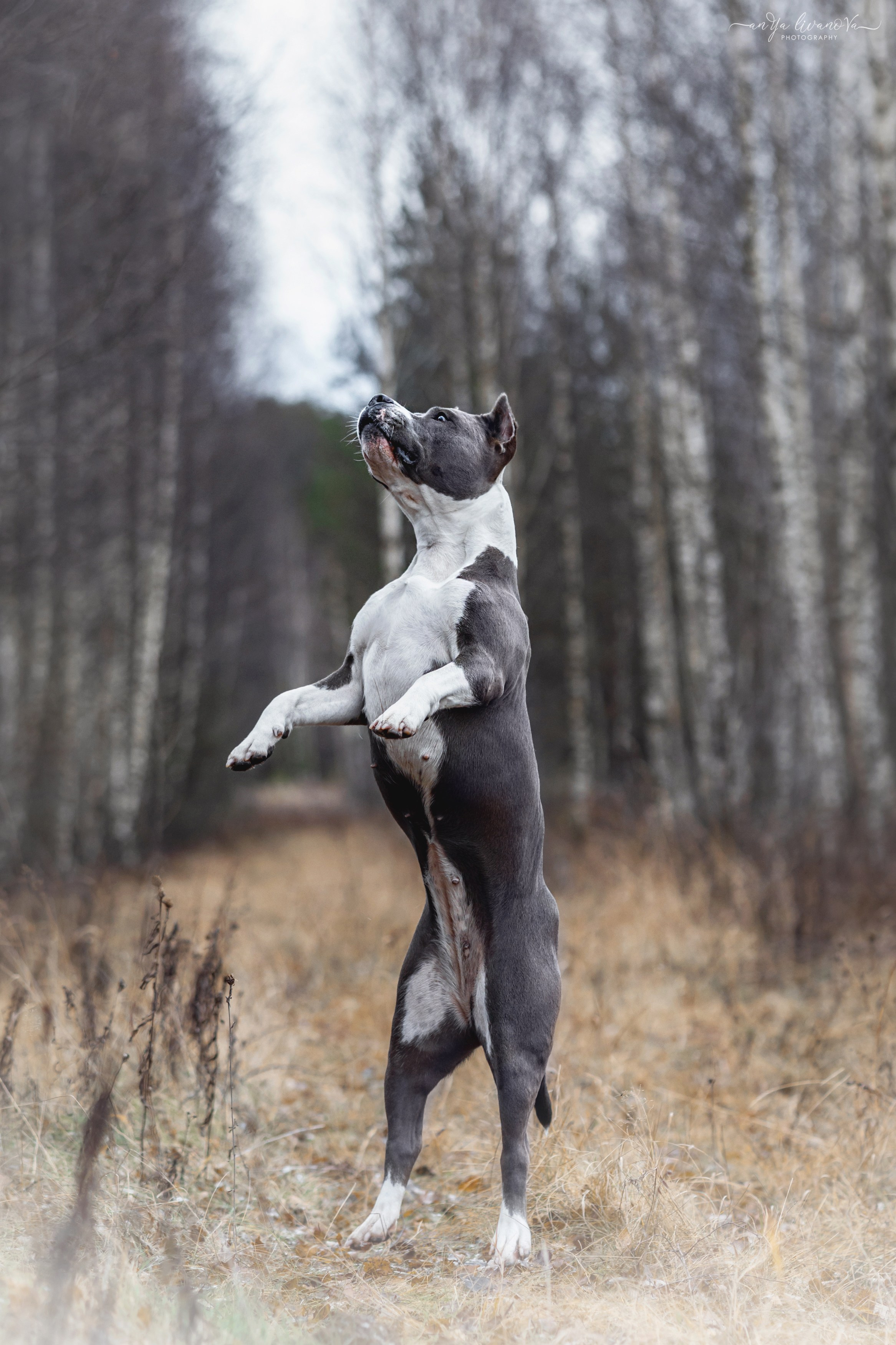 Деля. Фотограф анималист Аня Ливанова | Рыбинск