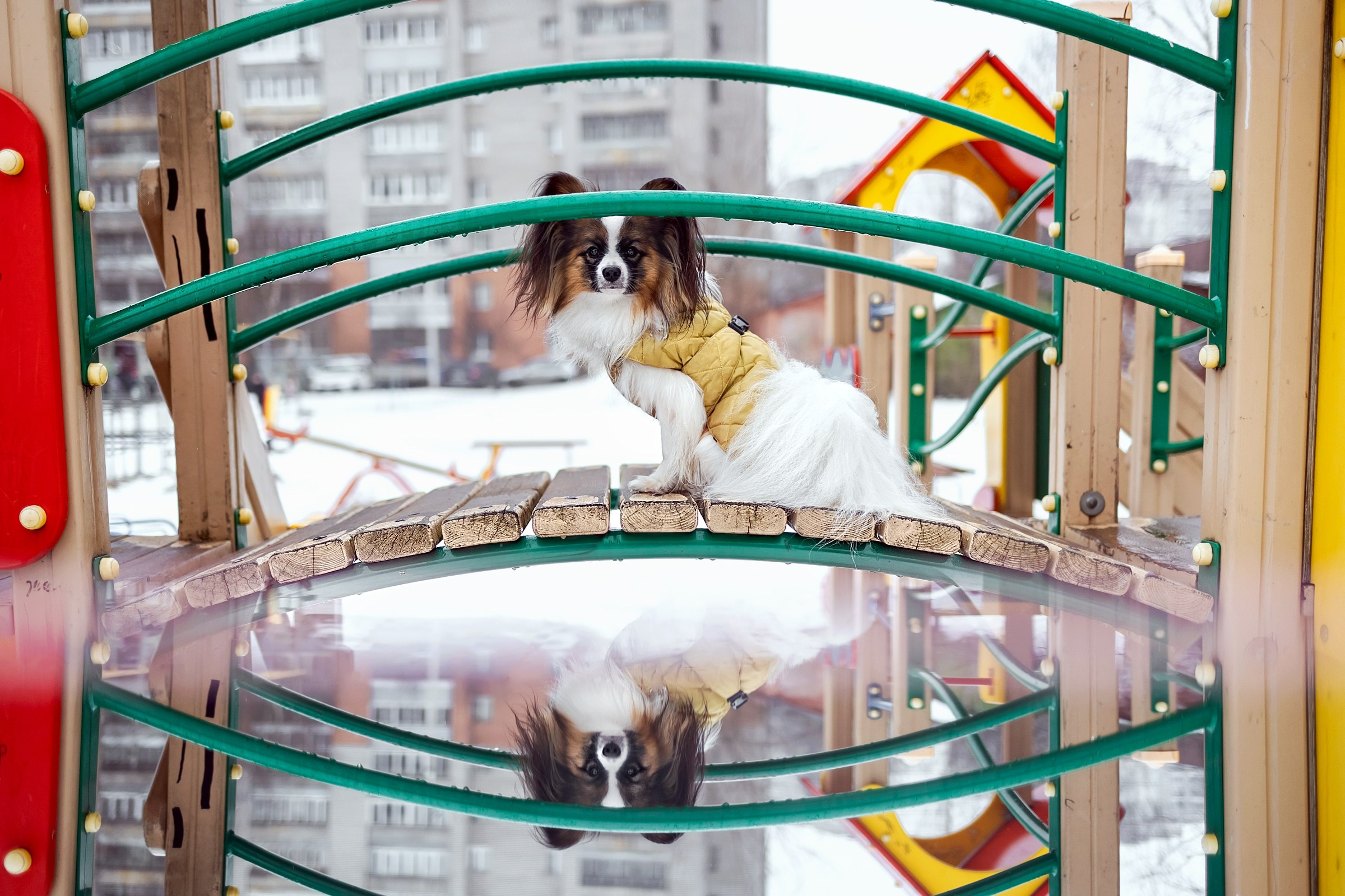 Хьюстон. Фотограф анималист Аня Ливанова | Рыбинск