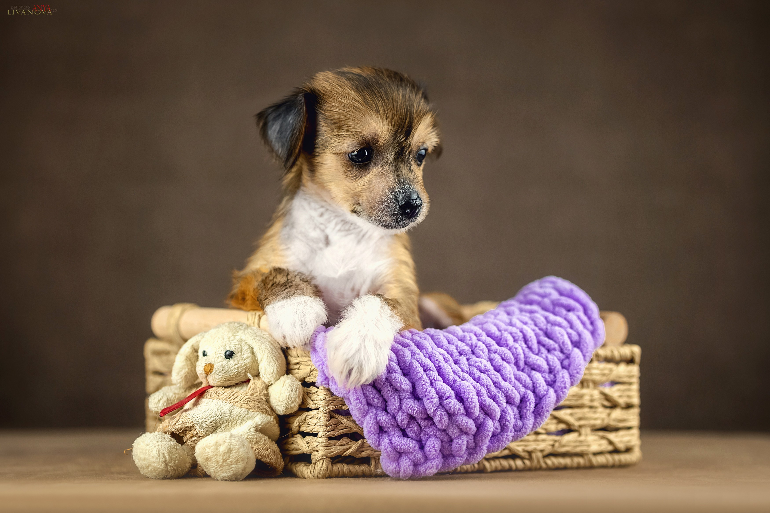 КХС. Фотограф анималист Аня Ливанова | Рыбинск