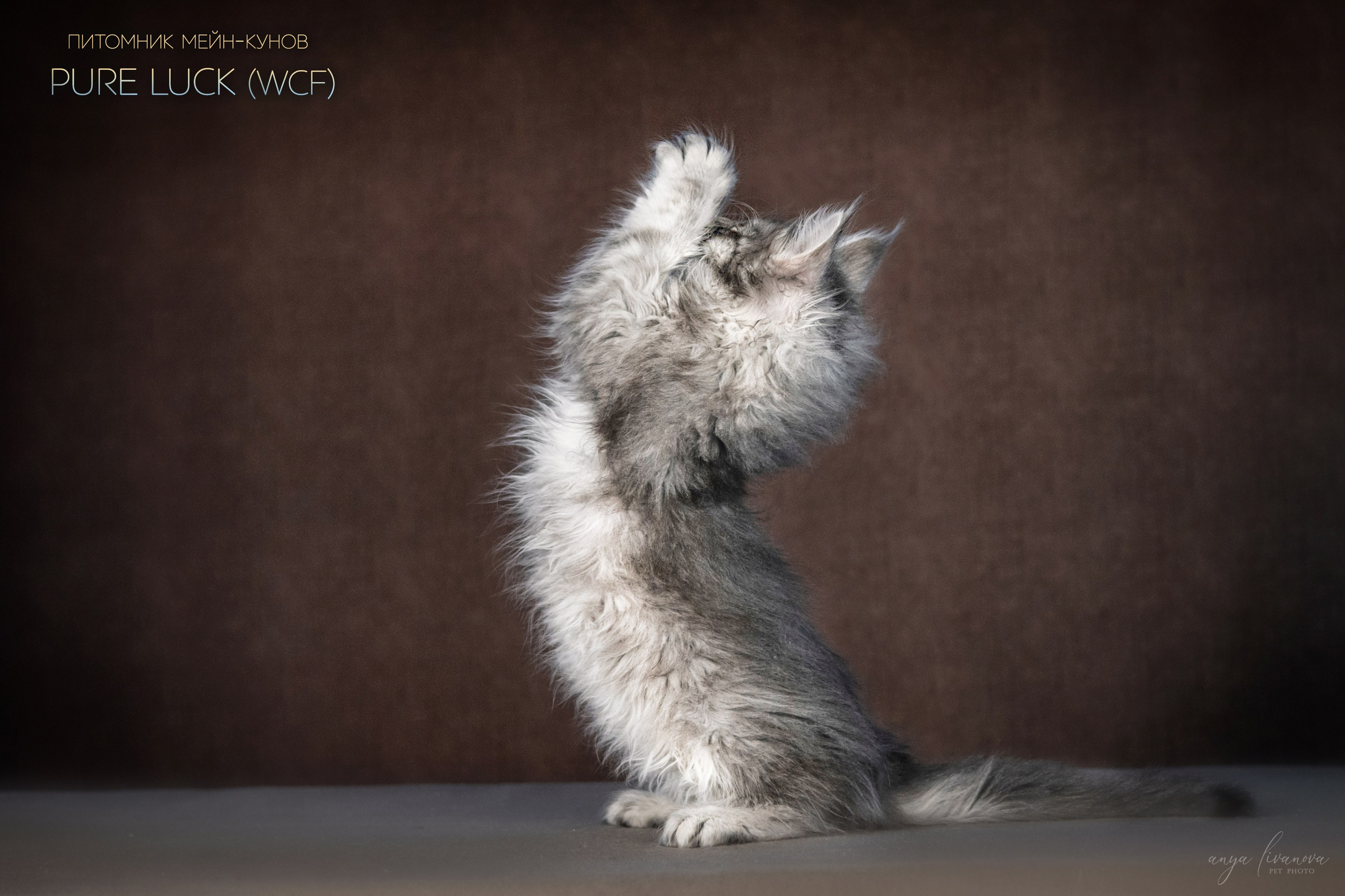 Мейнкуны. Фотограф анималист Аня Ливанова | Рыбинск