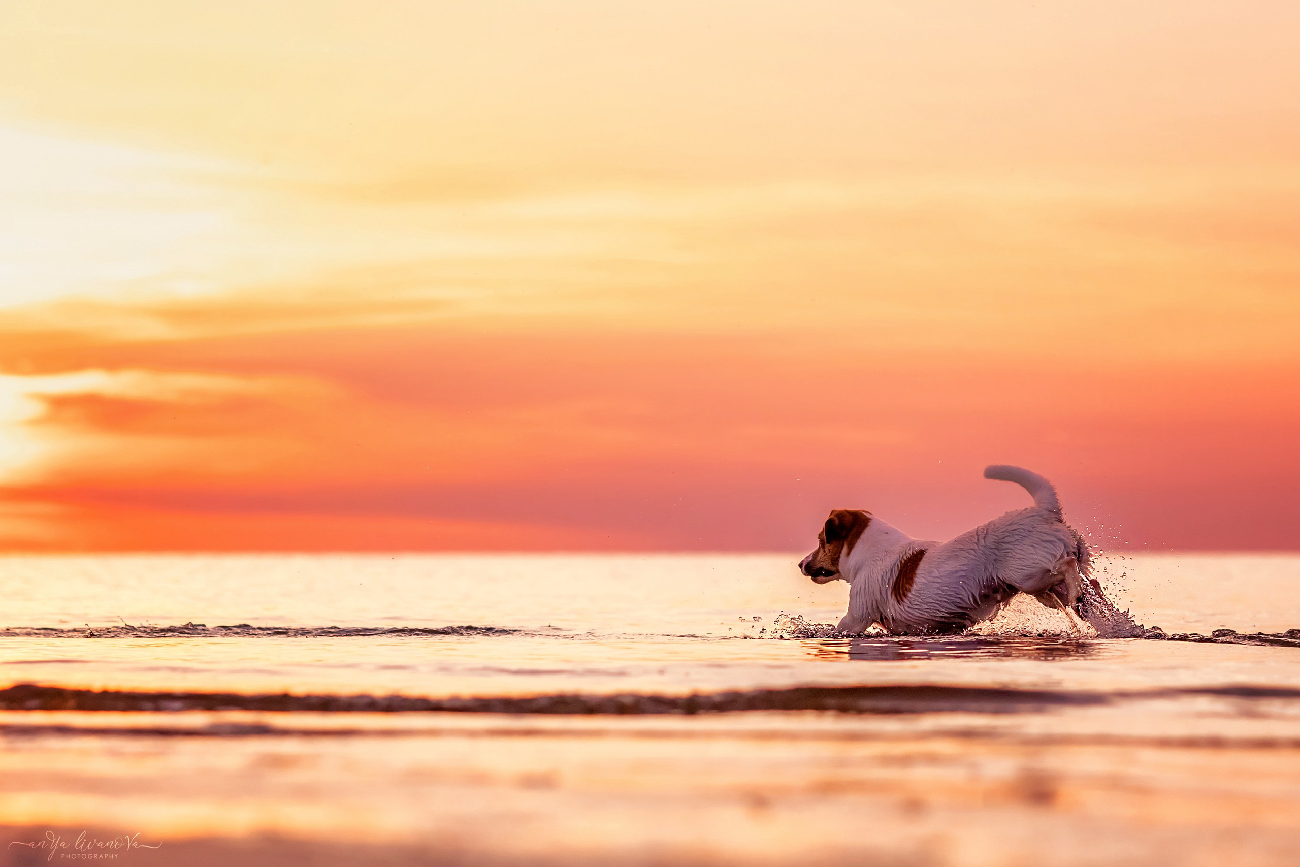 Ляля — Маня — Плюша закат. Фотограф анималист Аня Ливанова | Рыбинск